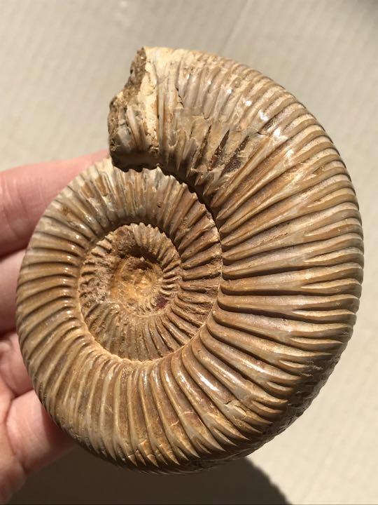 マダガスカル産　褐色アンモナイト化石白（ペリスフィンクテス）研磨個体