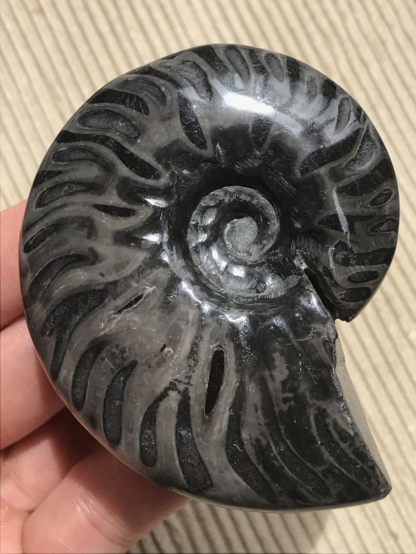 〈新入荷〉マダガスカル産　ブラックアンモナイト化石（マダガスカリエンス）中サイズ