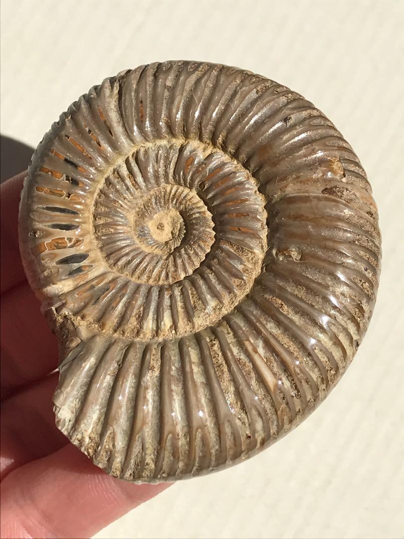 【特別価格】マダガスカル産　褐色アンモナイト化石白（ペリスフィンクテス）研磨ミニ