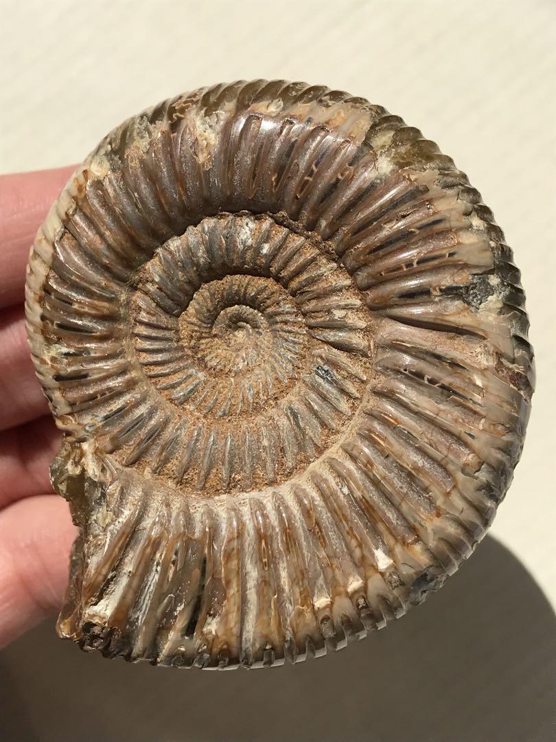 マダガスカル産　褐色アンモナイト化石白（ペリスフィンクテス）研磨個体