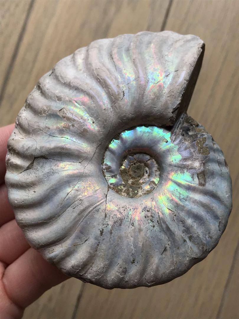 マダガスカル産　アンモナイト化石青（マダガスカリエンス）中サイズ