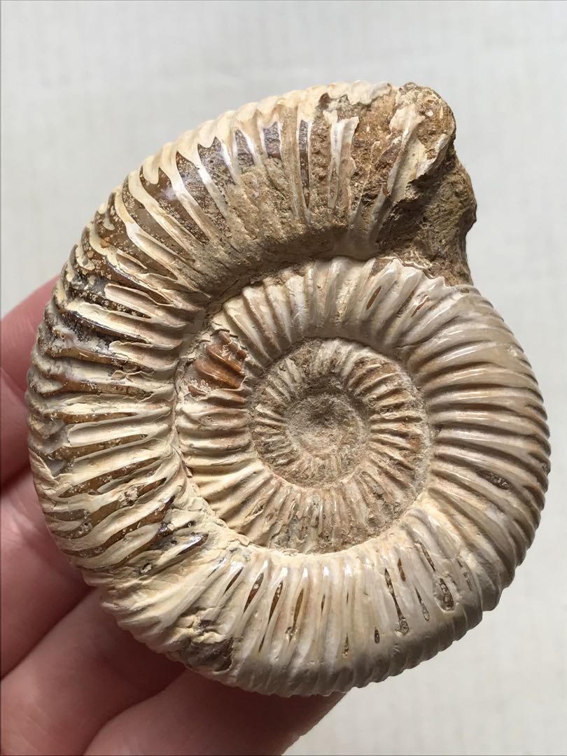 【特別価格】マダガスカル産　褐色アンモナイト化石白（ペリスフィンクテス）研磨ミニ