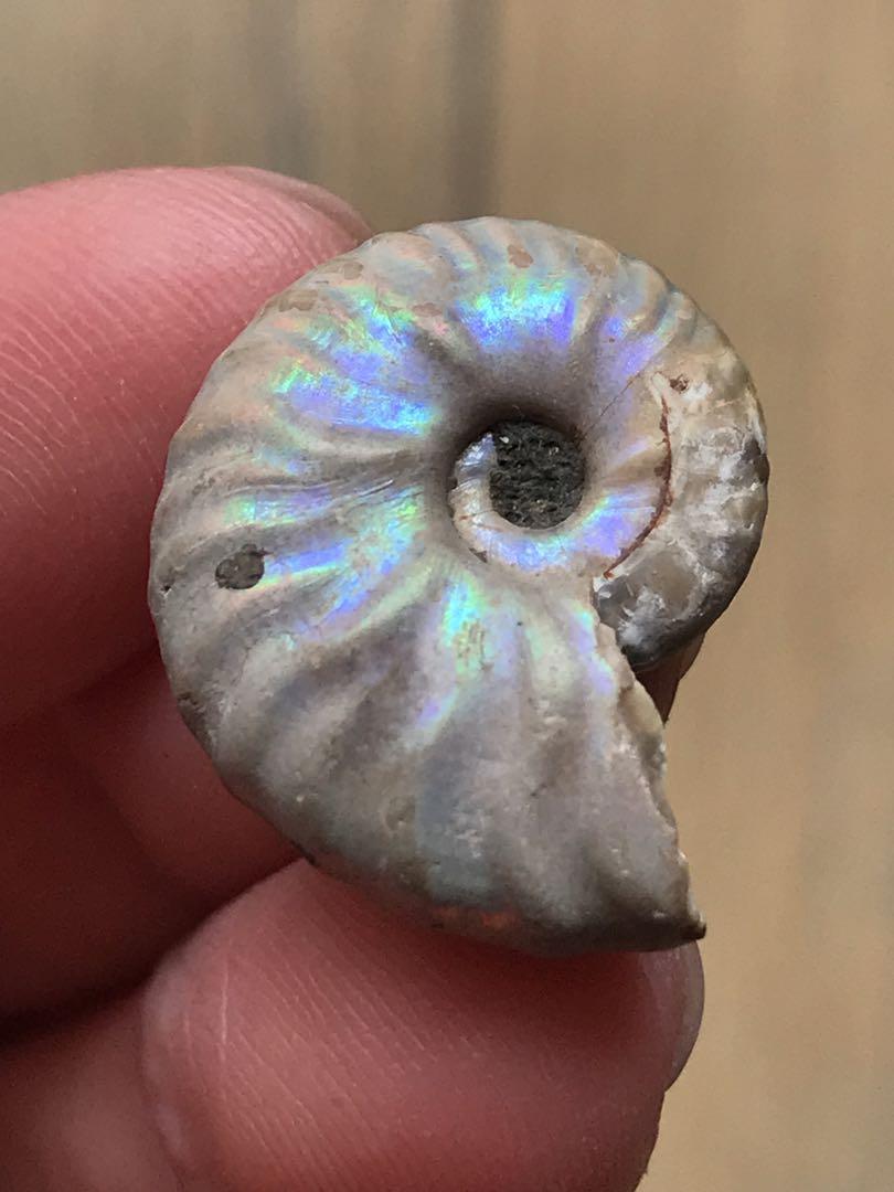 マダガスカル産　アンモナイト化石青（マダガスカリエンス）超ミニサイズ