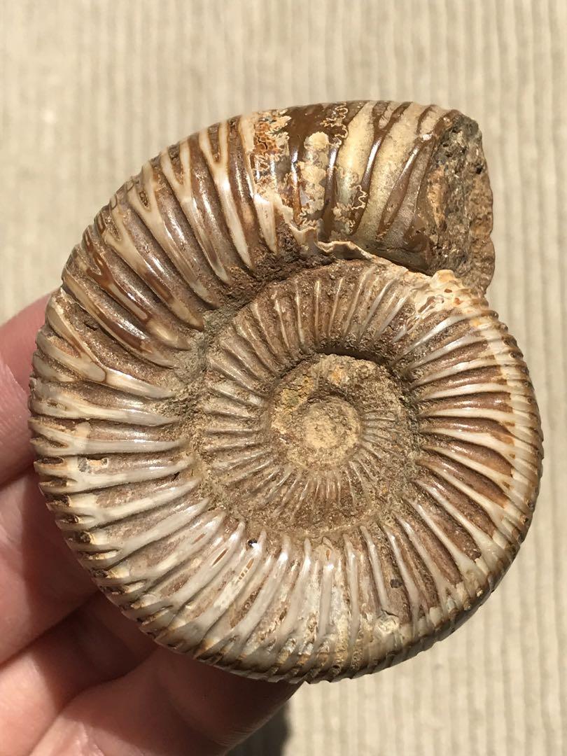 【特別価格】マダガスカル産　褐色アンモナイト化石白（ペリスフィンクテス）研磨ミニ