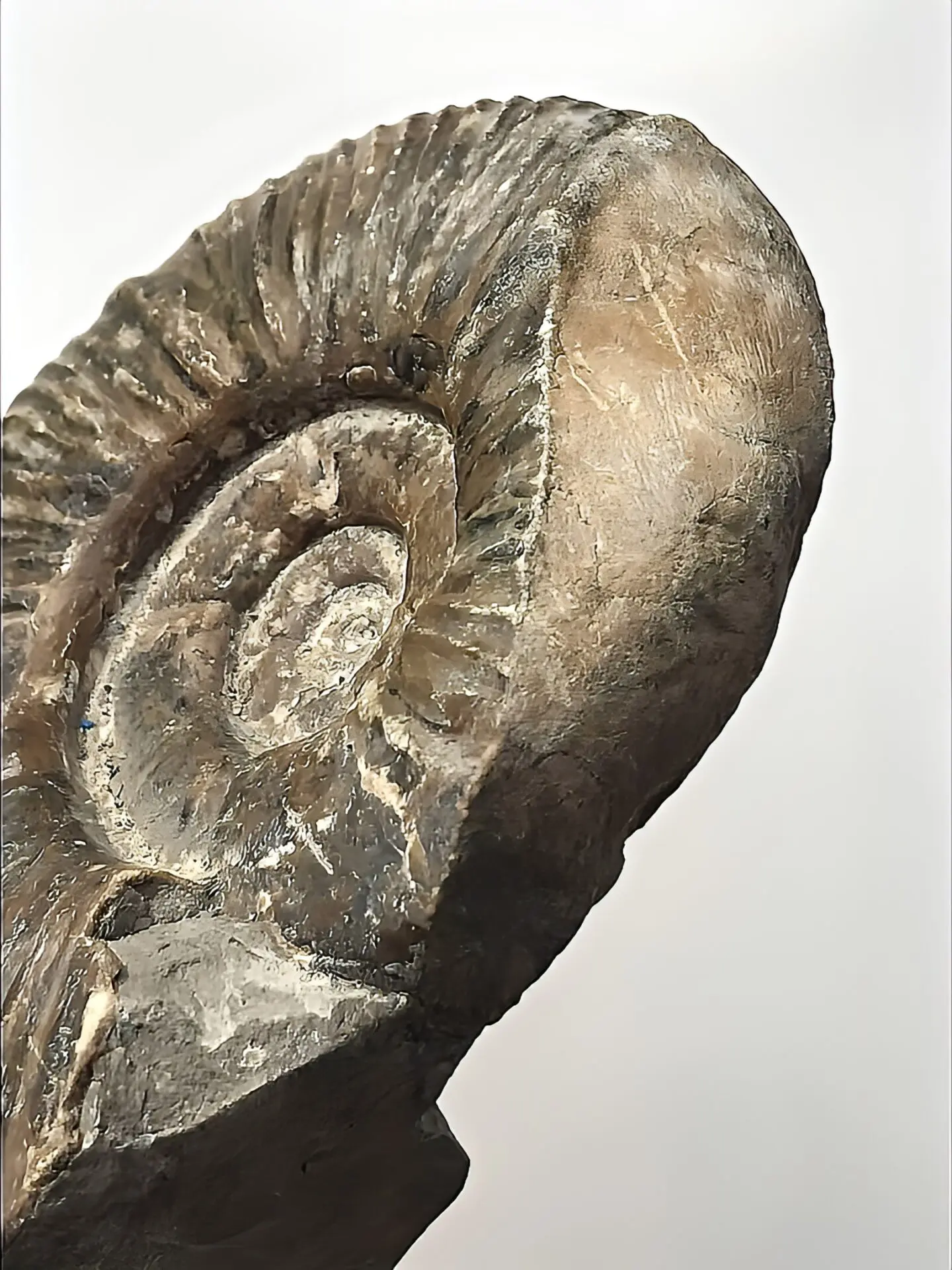 限定出品】北海道産 アンモナイト化石（メソプゾシア） 稀少 | 虹色