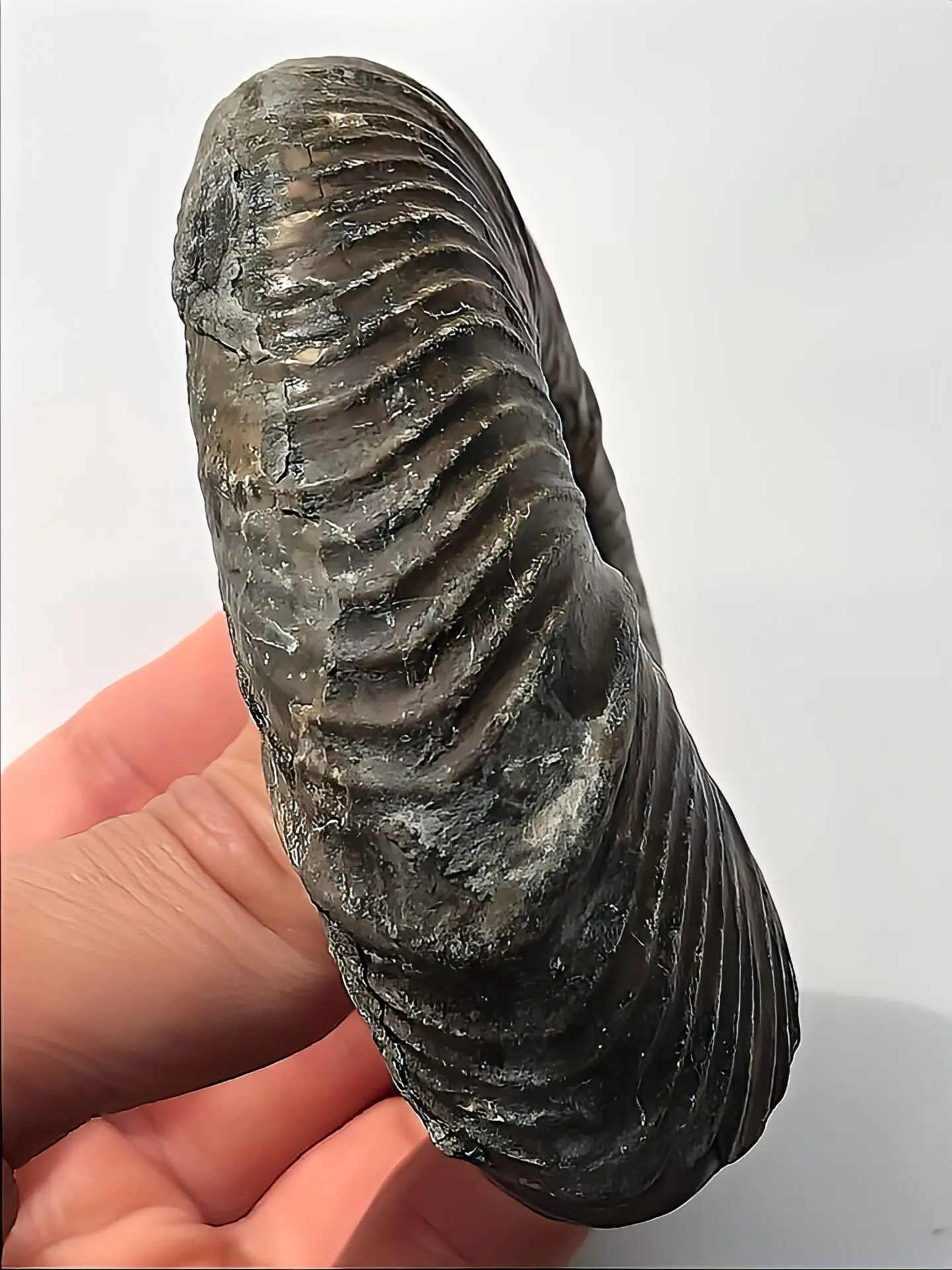 限定出品】北海道産 アンモナイト化石（メソプゾシア） 稀少 | 虹色