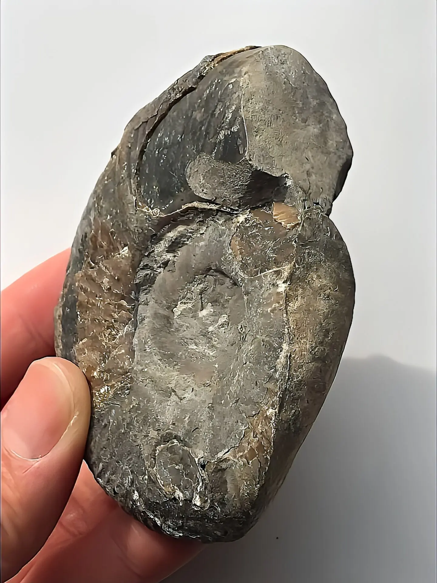 限定出品】北海道産 アンモナイト化石（メソプゾシア） 稀少 | 虹色