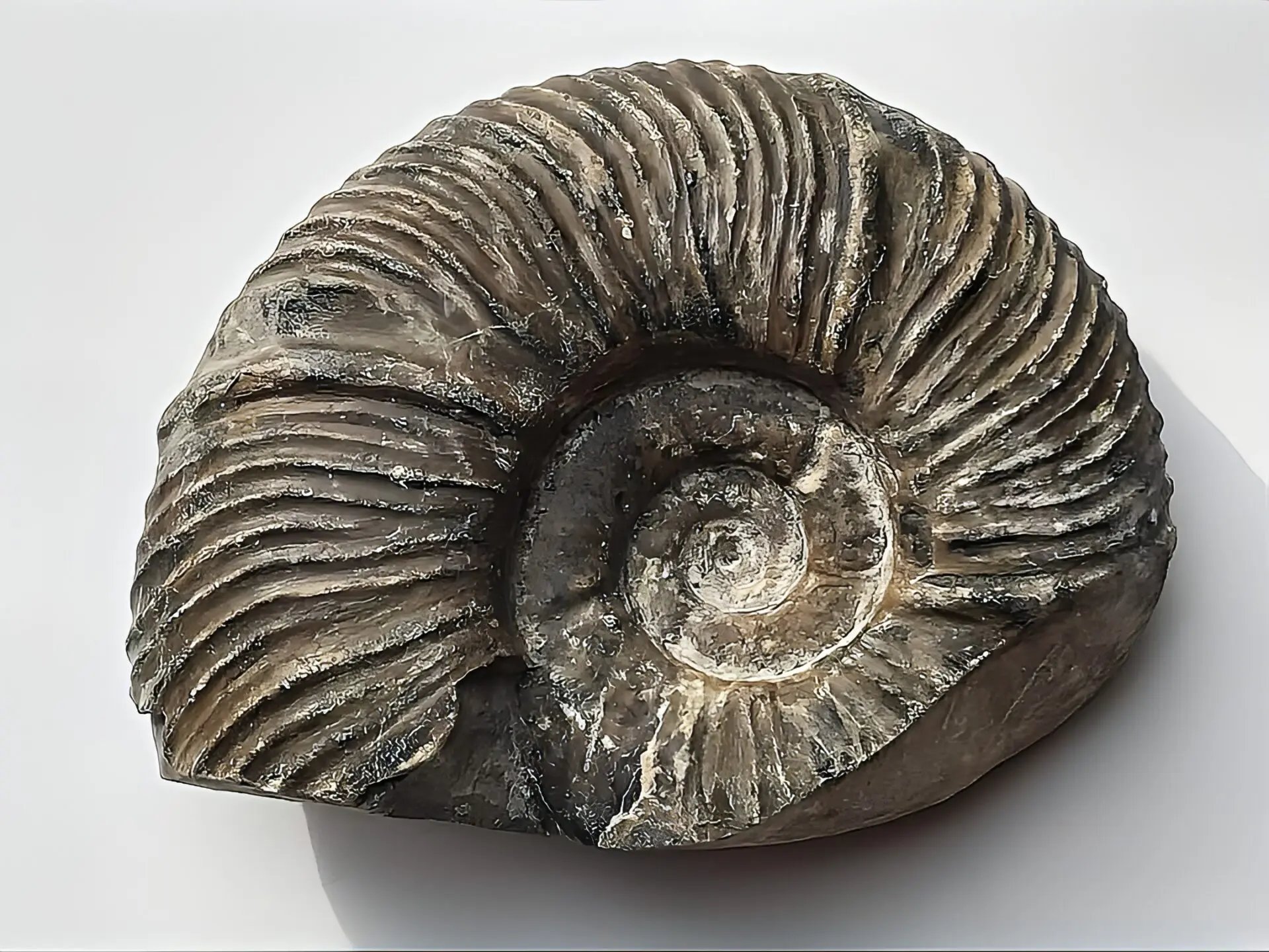 【限定出品】マダガスカル産　ブラックアンモナイト　スライス　裁断　博物館サイズ 限定出品】マダガスカル産 ブラックアンモナイト スライス 裁断