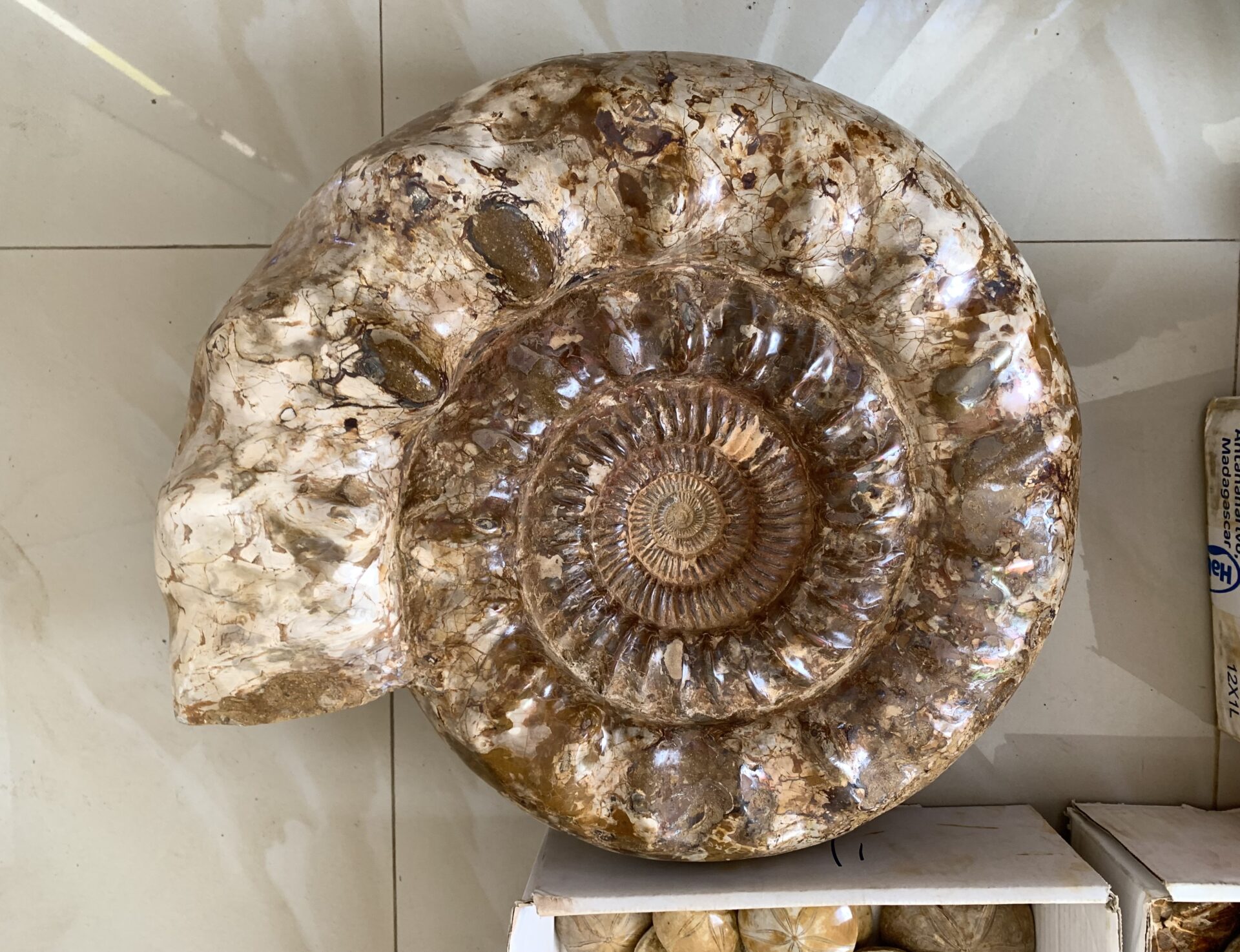 巨大個体で利益は出るのか？