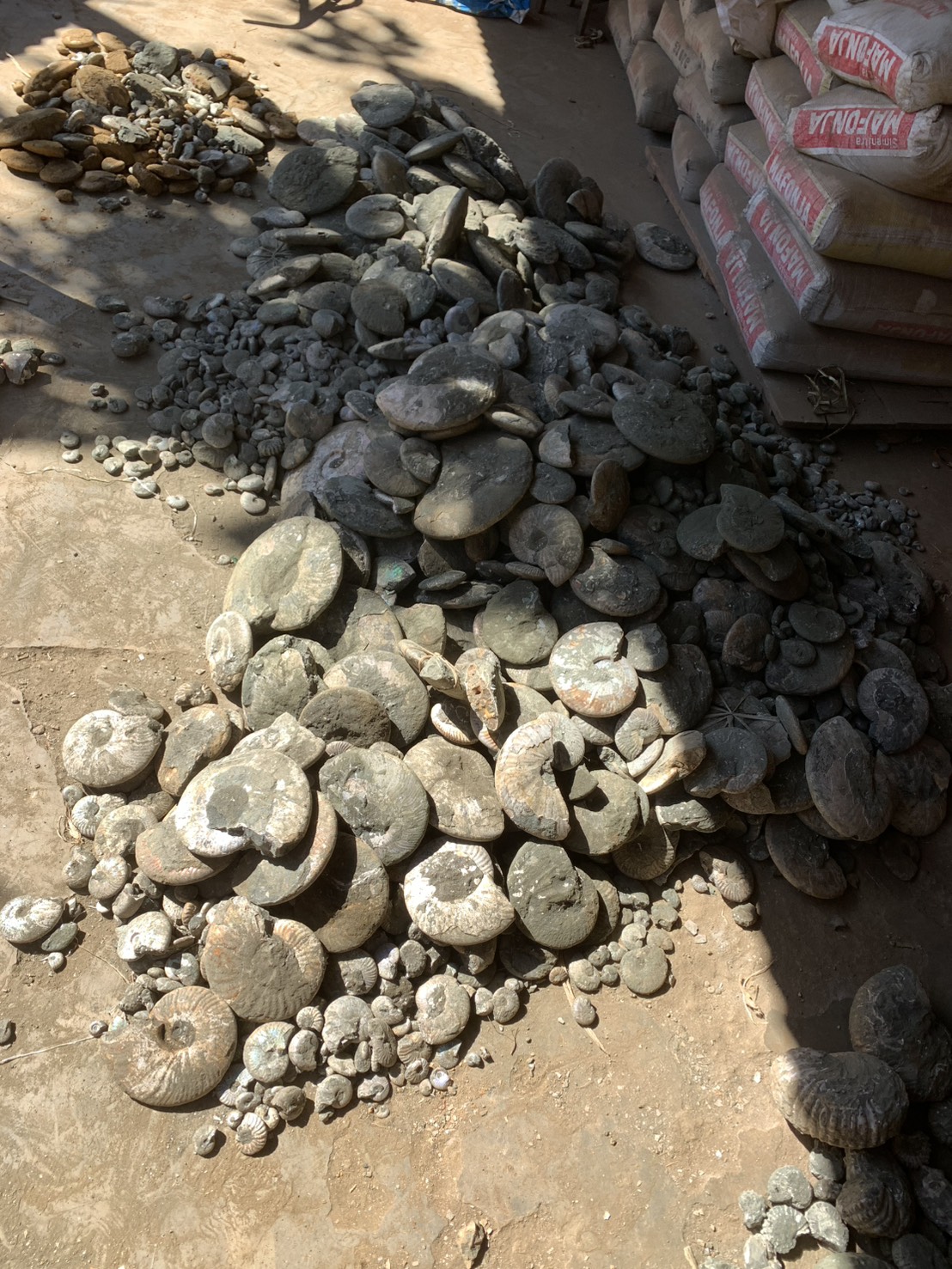 市場流通アンモナイトの地層特定は可能？