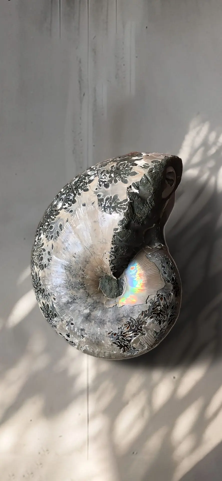 虹色南瓜石（にじいろかぼちゃいし） | マダガスカルから直送