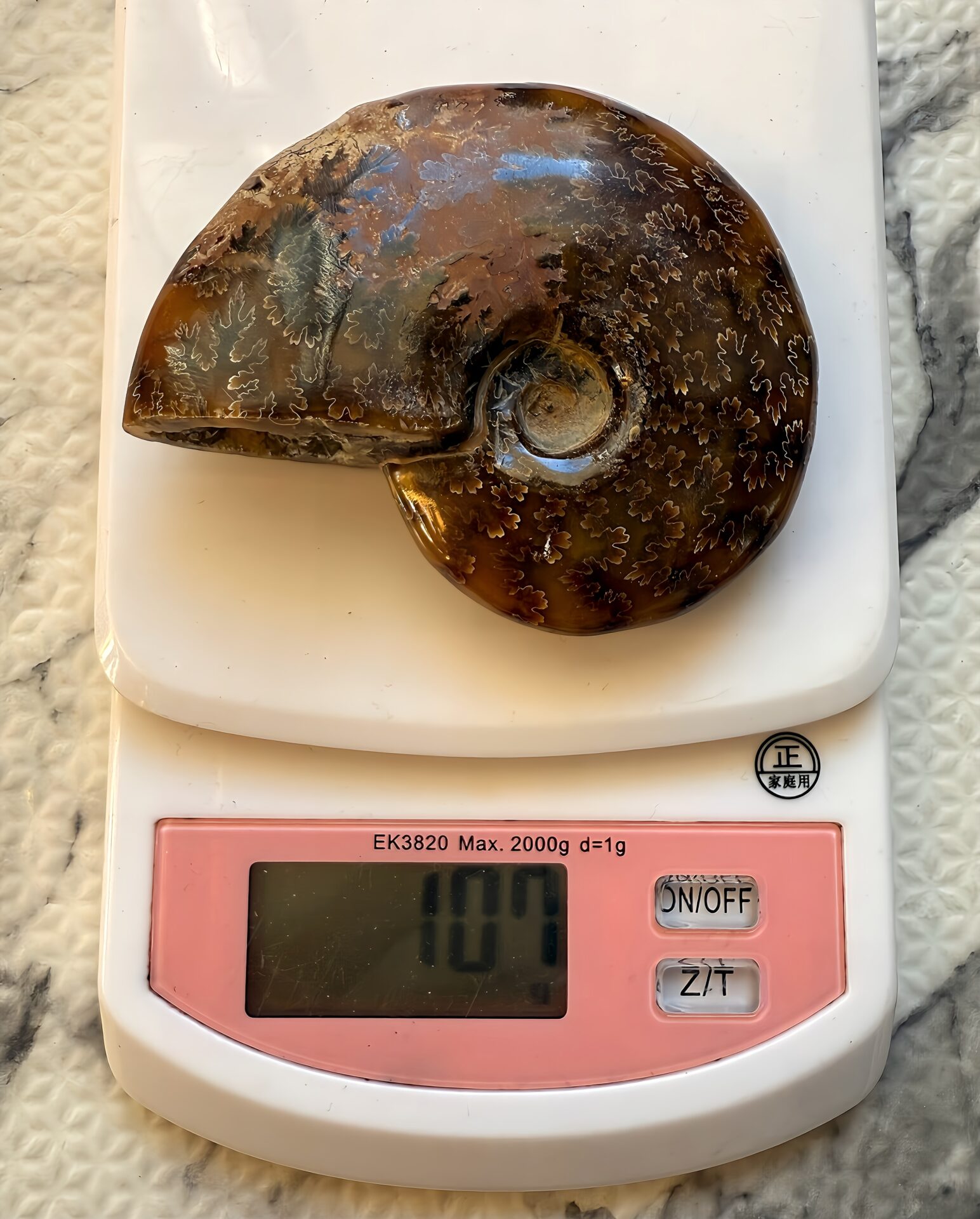 マダガスカル産直輸入 鮮明な縫合線の浮き出るアンモナイト化石 クリオニセラス 中サイズ - 画像 (12)