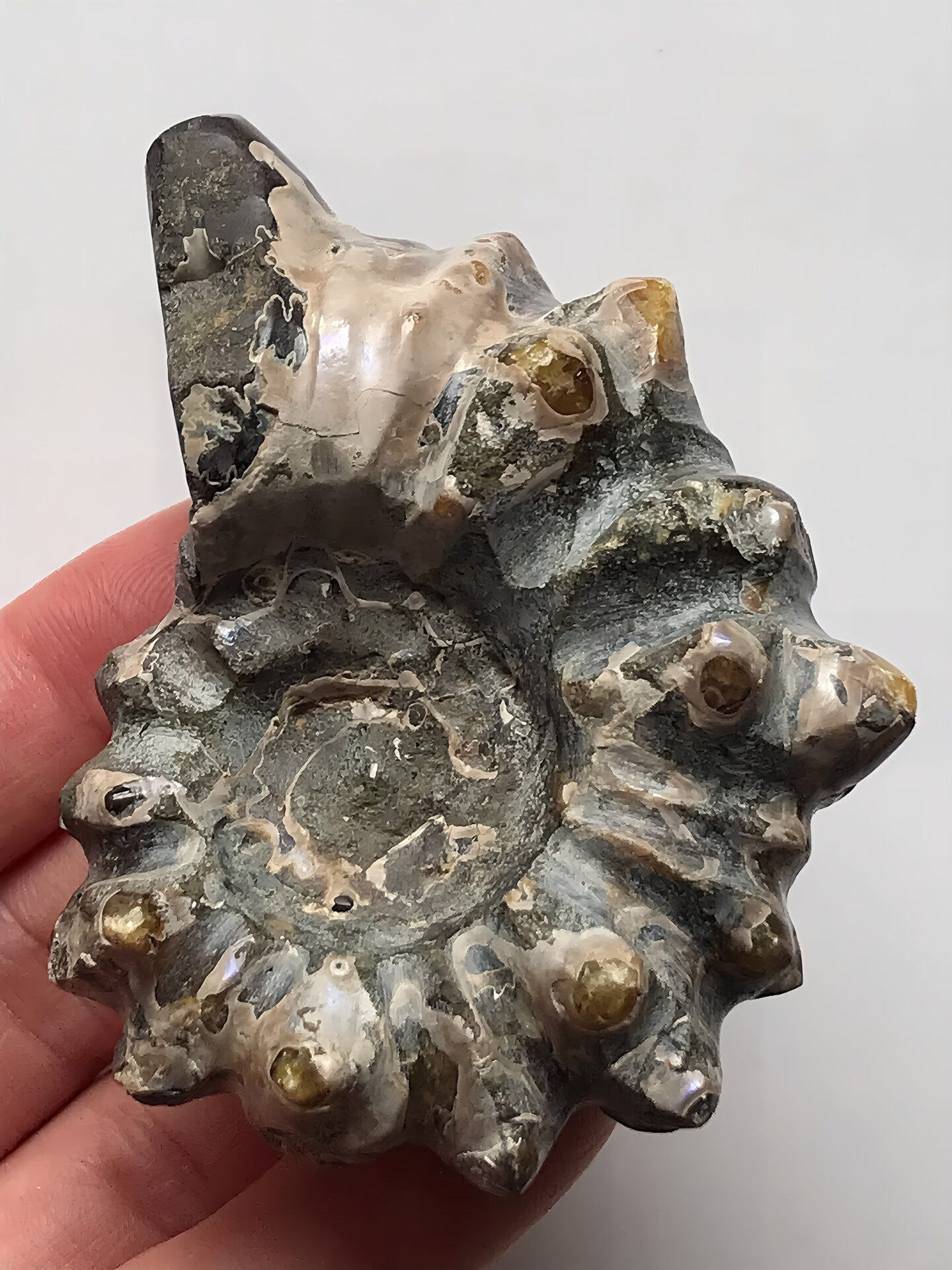 マダガスカル産アンモナイト-ドウビレイセラス・インエクイノーダム（Douvilleiceras inequinodum）超稀少個体　小さめサイズ 僅かに紫遊色