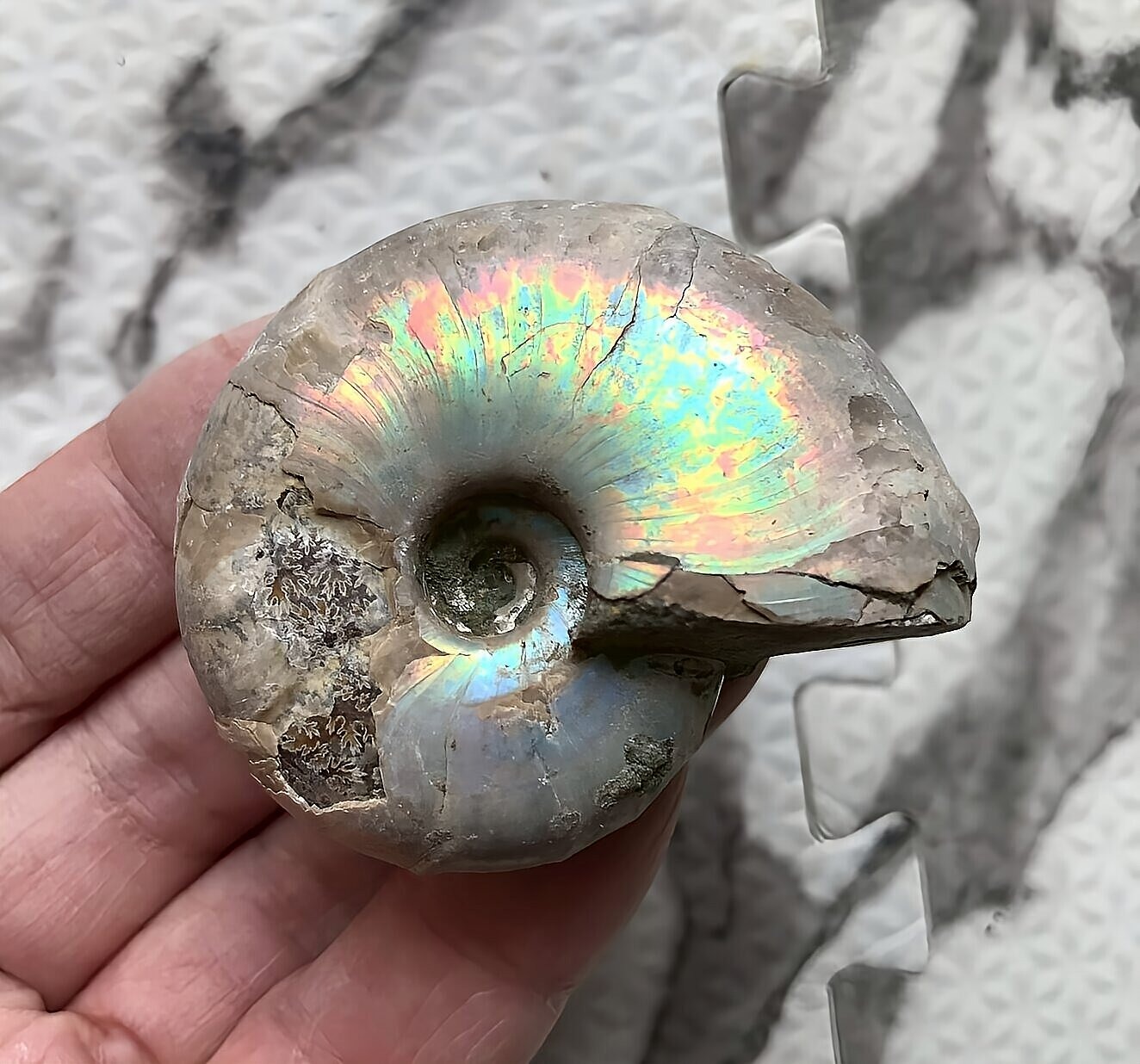 マダガスカル産 青緑色遊色デスモセラス アンモナイト　中個体