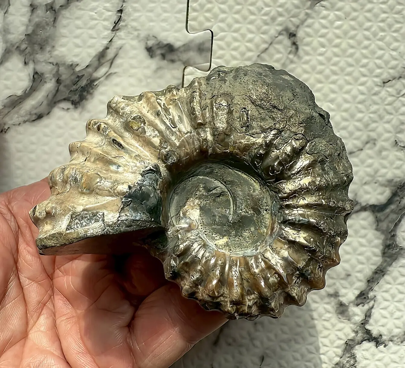 パイライト化 アンモナイト 化石 黄鉄鉱 楽天市場】【送料無料】【アンモナイト/化石/黄鉄鉱】 希少 パイライト