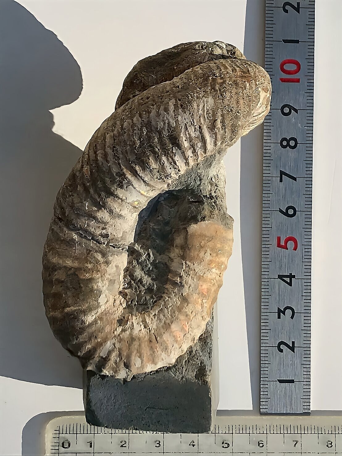 マダガスカル産 アンモナイト化石(ノストセラス)母岩つき 稀少 ピンク遊色あり 縫合線浮き出る個体 - 画像 (8)