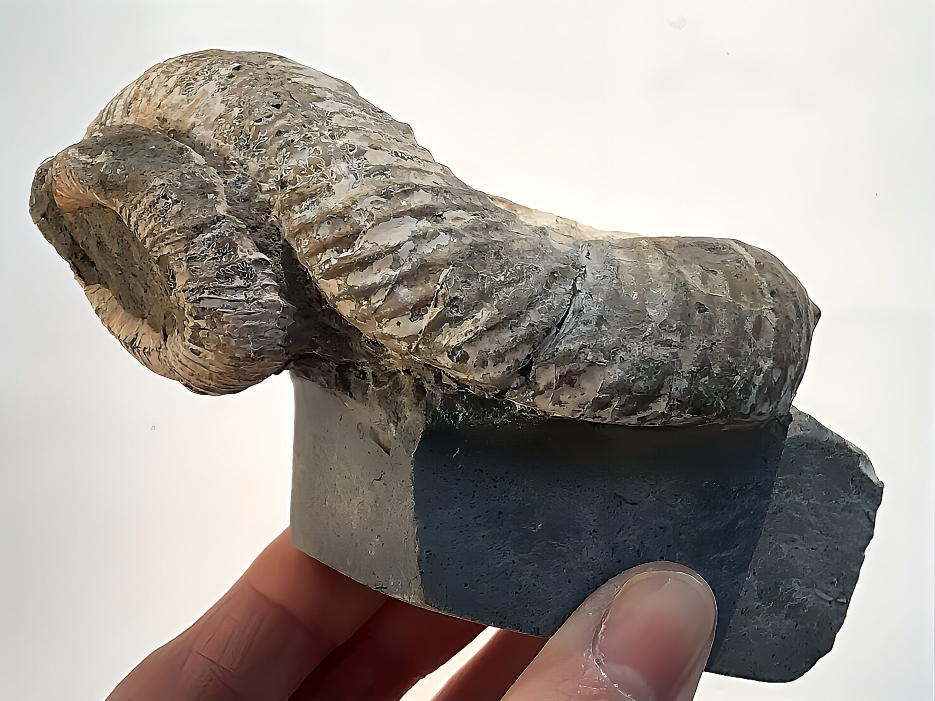 マダガスカル産 アンモナイト化石(ノストセラス)母岩つき 稀少 ピンク遊色あり 縫合線浮き出る個体 - 画像 (10)