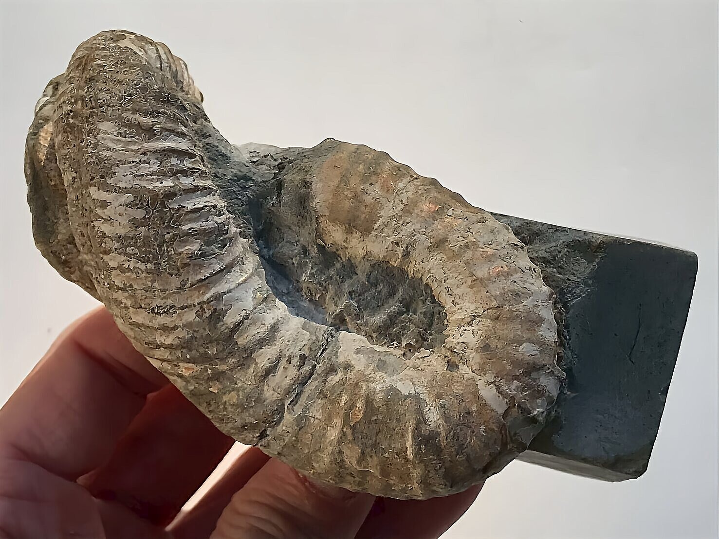 マダガスカル産 アンモナイト化石(ノストセラス)母岩つき 稀少 ピンク遊色あり 縫合線浮き出る個体 - 画像 (11)