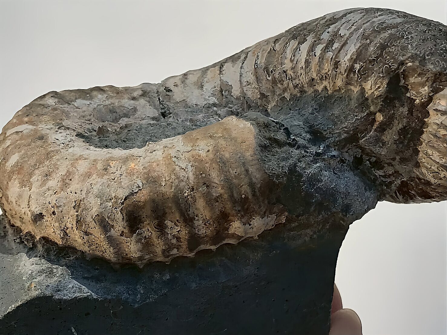 マダガスカル産 アンモナイト化石(ノストセラス)母岩つき 稀少 ピンク遊色あり 縫合線浮き出る個体 - 画像 (4)