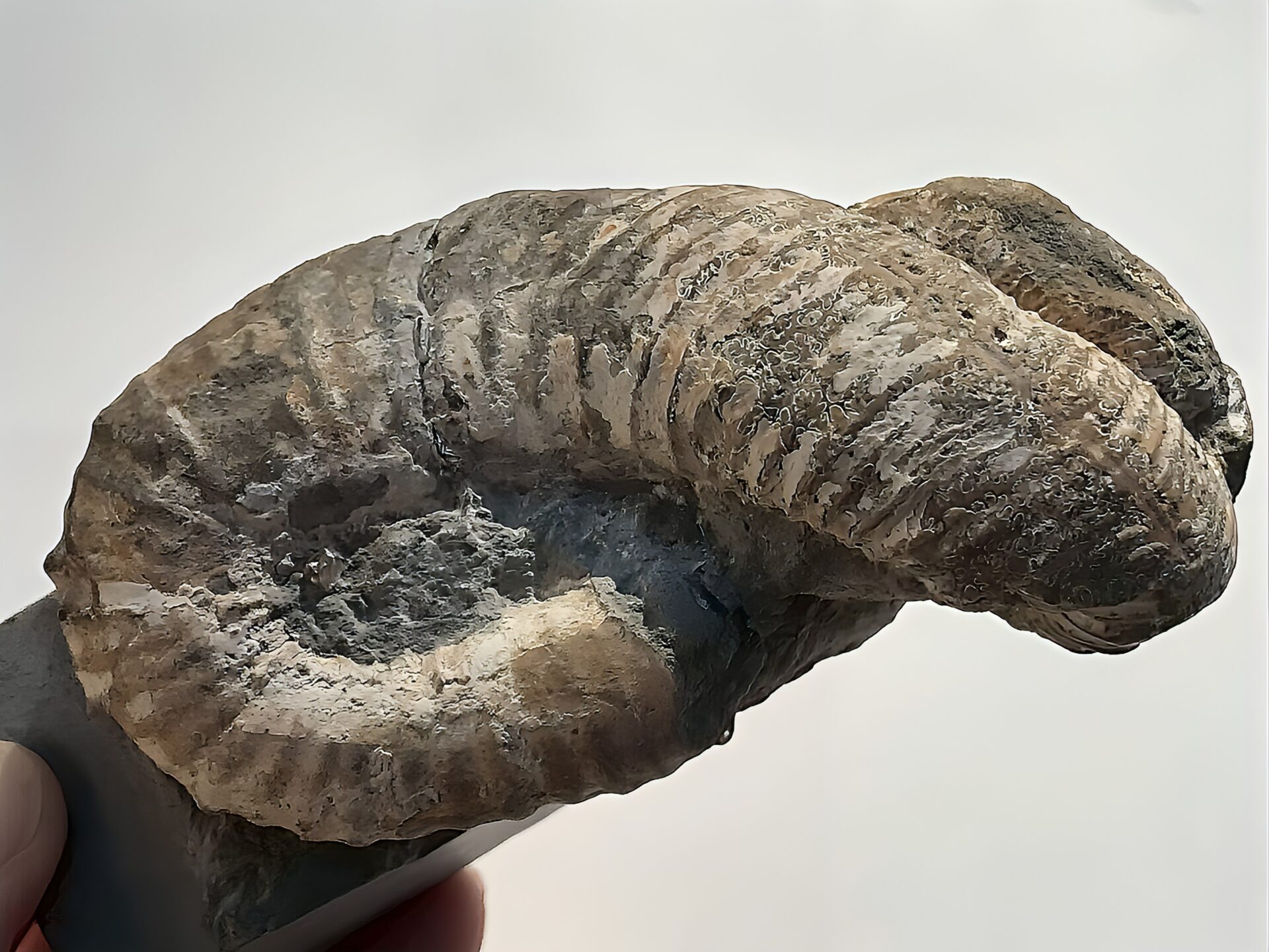 マダガスカル産 アンモナイト化石(ノストセラス)母岩つき 稀少 ピンク遊色あり 縫合線浮き出る個体 - 画像 (5)