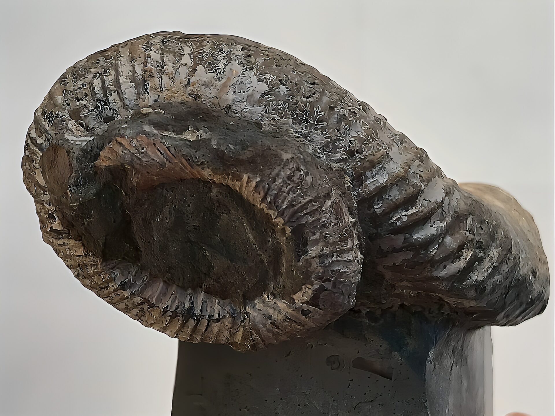 マダガスカル産 アンモナイト化石(ノストセラス)母岩つき 稀少 ピンク遊色あり 縫合線浮き出る個体 - 画像 (6)