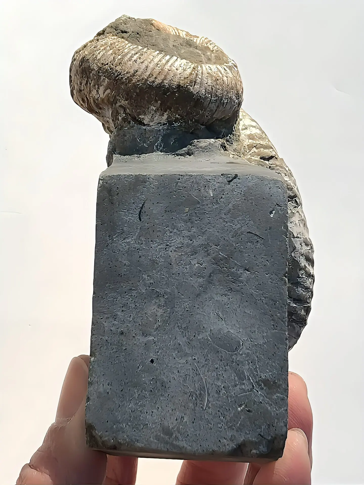 マダガスカル産 アンモナイト化石（ノストセラス）母岩つき 稀少