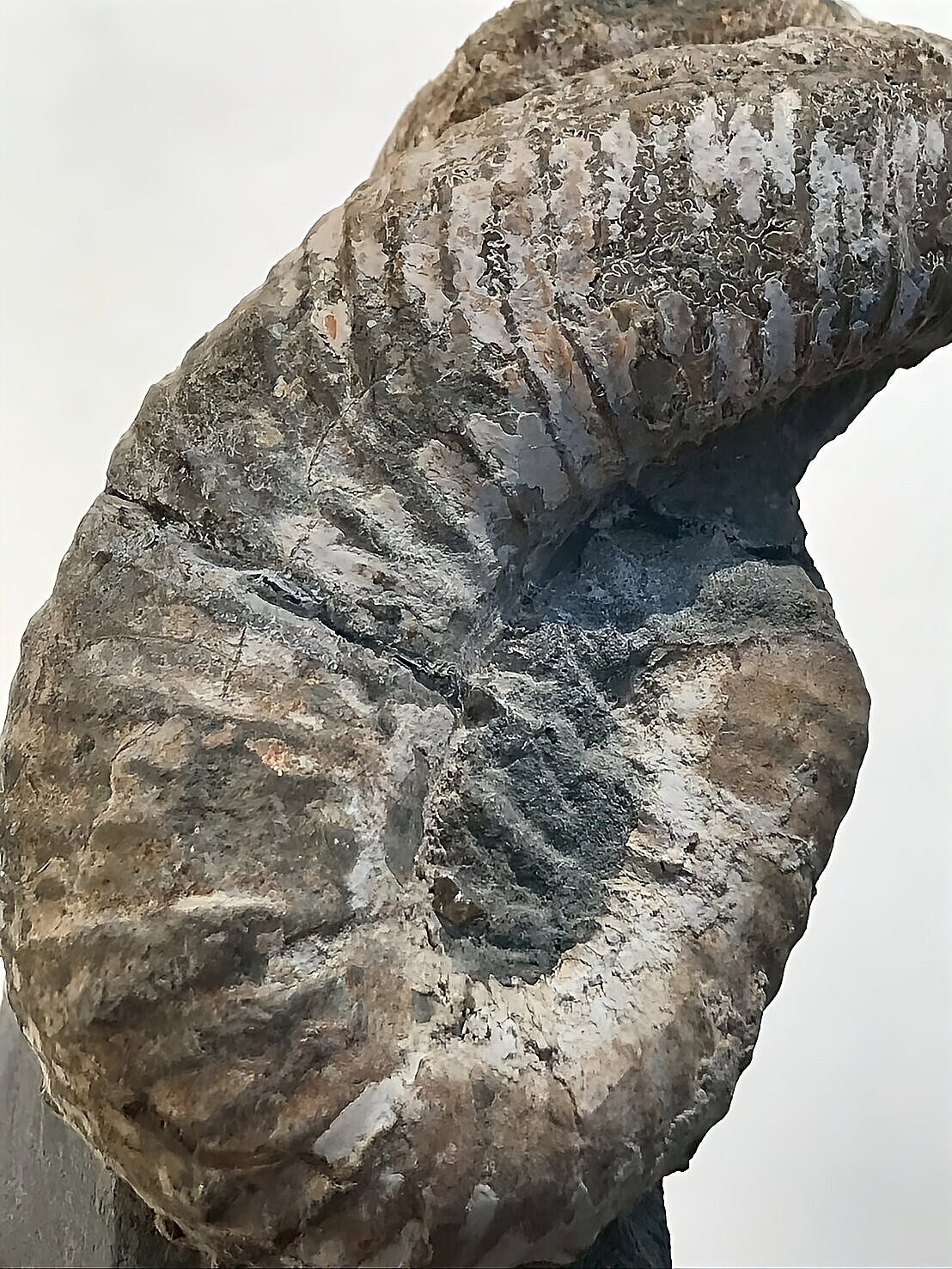 マダガスカル産 アンモナイト化石(ノストセラス)母岩つき 稀少 ピンク遊色あり 縫合線浮き出る個体 - 画像 (3)