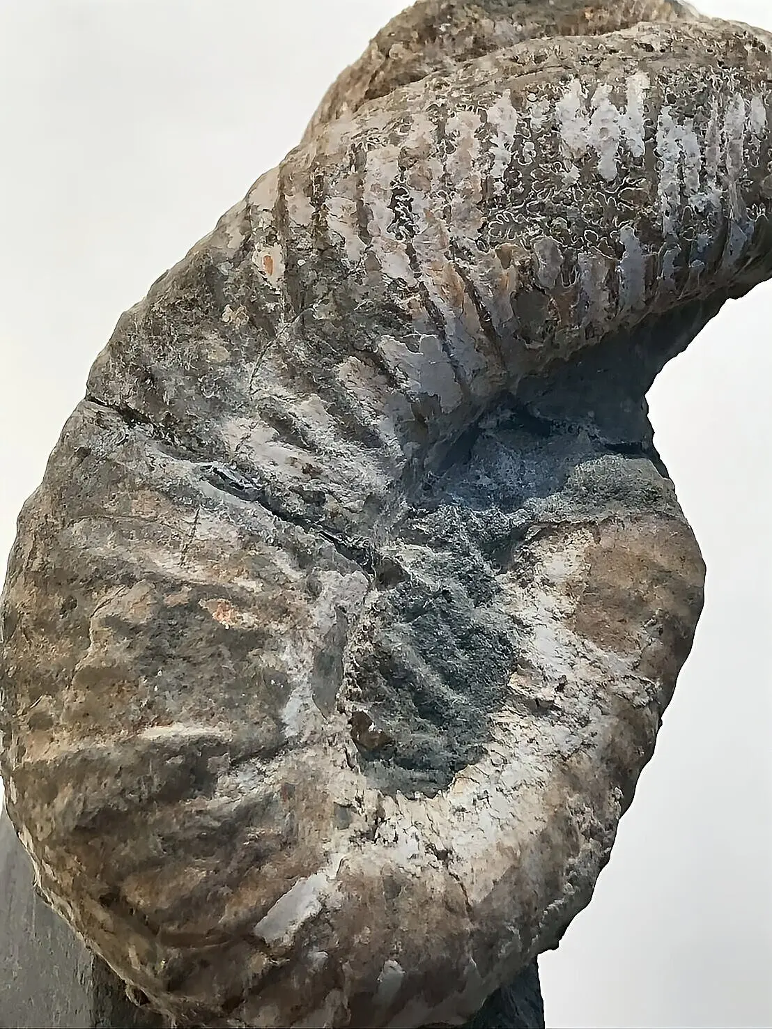 マダガスカル産 アンモナイト化石（ノストセラス）母岩つき 稀少