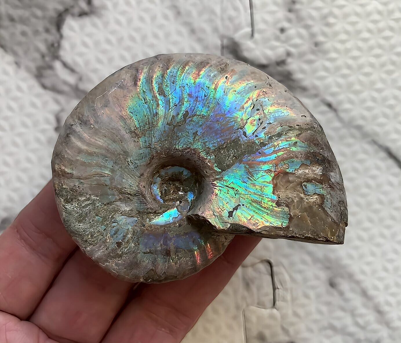 マダガスカル産 遊色虹色アンモナイト-青(クレオニセラス)青緑 - 画像 (8)