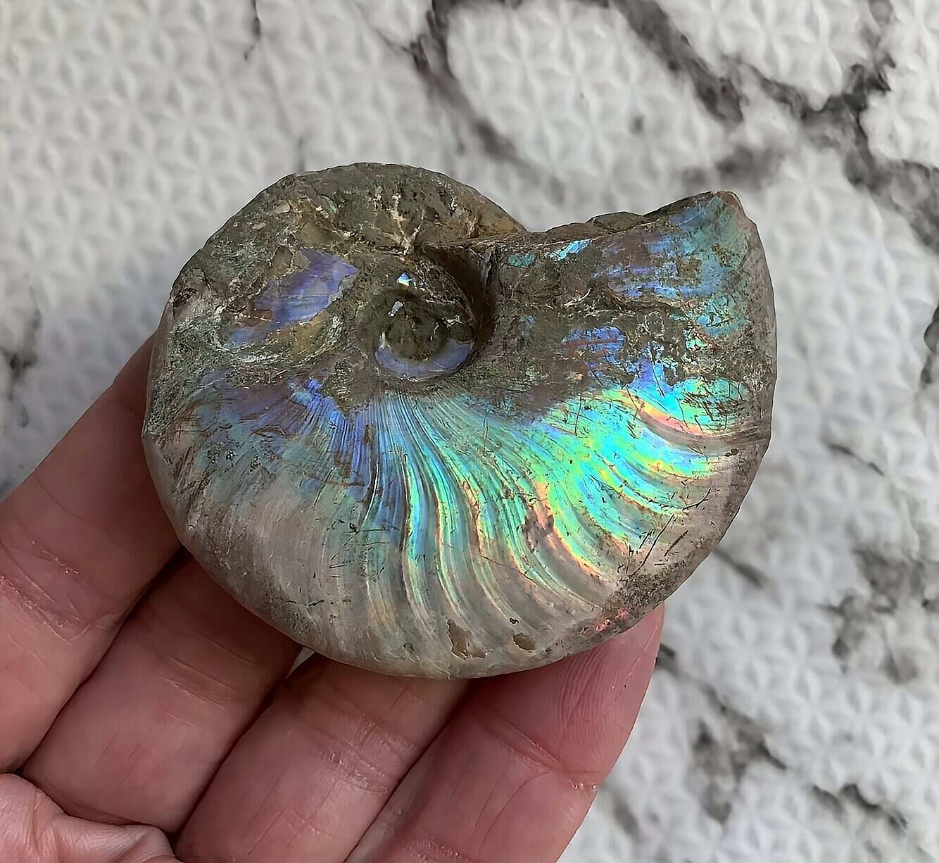 マダガスカル産 遊色虹色アンモナイト-青(クレオニセラス)青緑 - 画像 (9)