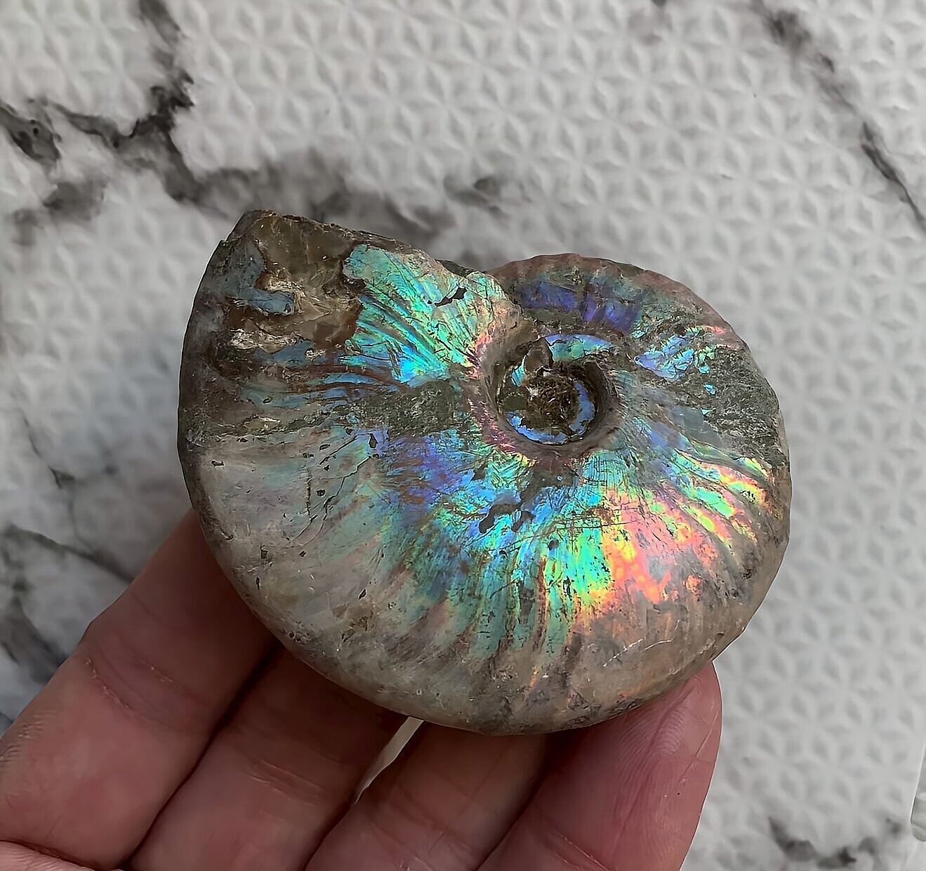 マダガスカル産 遊色虹色アンモナイト-青(クレオニセラス)青緑 - 画像 (10)