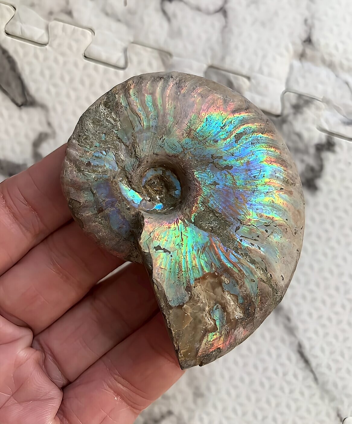 マダガスカル産 遊色虹色アンモナイト-青(クレオニセラス)青緑 - 画像 (11)