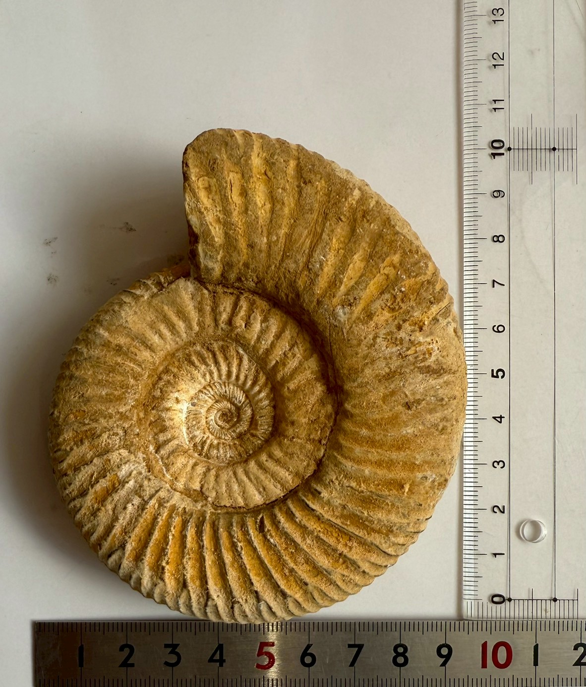 マダガスカル産 褐色アンモナイト-白ペリスフィンクテス 未研磨中個体 - 画像 (10)