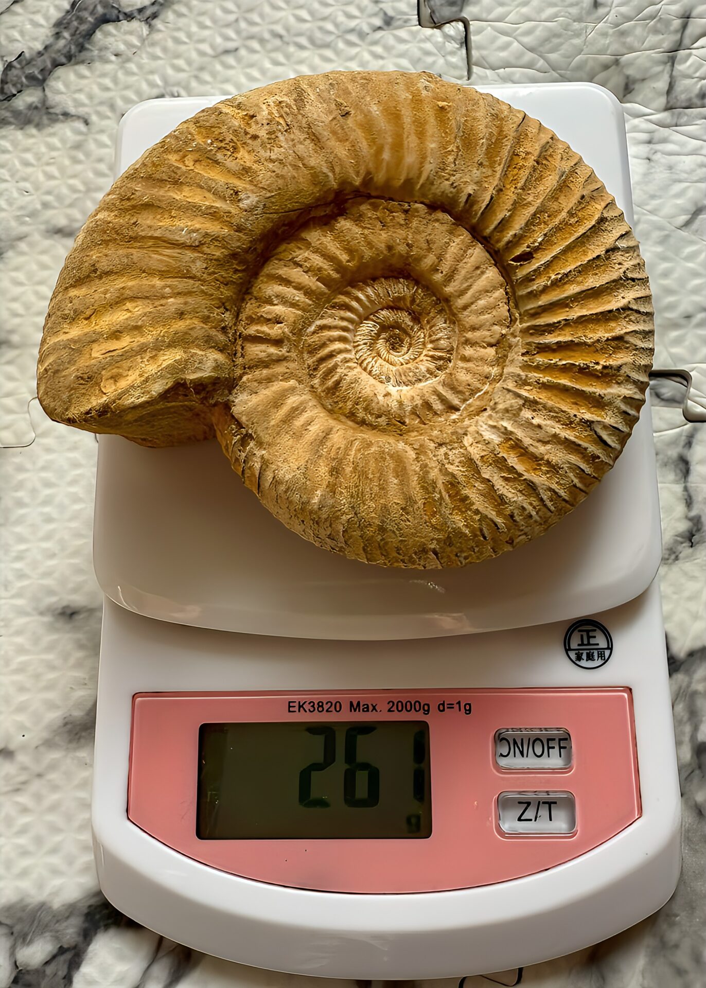 マダガスカル産 褐色アンモナイト-白ペリスフィンクテス 未研磨中個体 - 画像 (11)