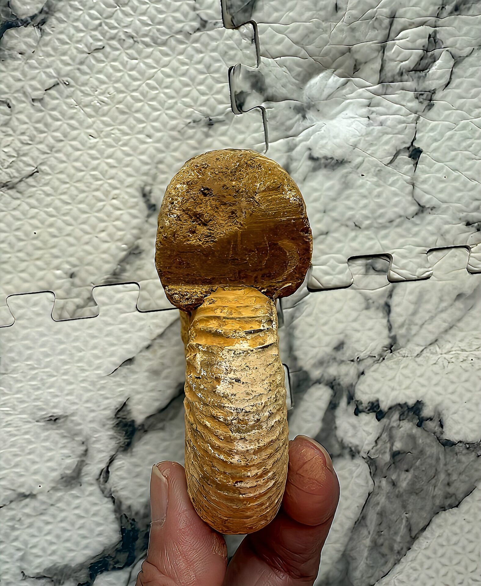 マダガスカル産 褐色アンモナイト-白ペリスフィンクテス 未研磨中個体 - 画像 (12)