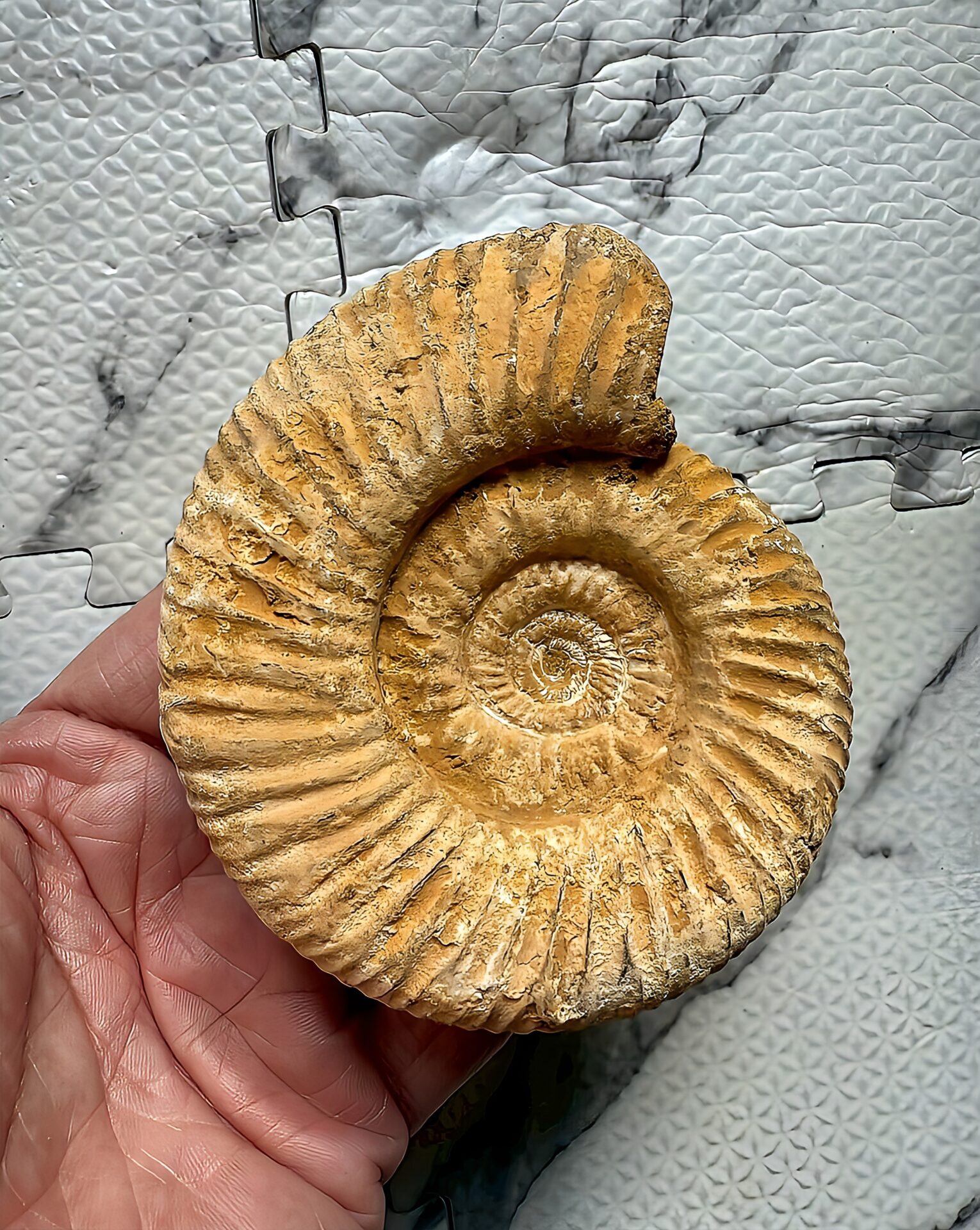 マダガスカル産 褐色アンモナイト-白ペリスフィンクテス 未研磨中個体 - 画像 (5)