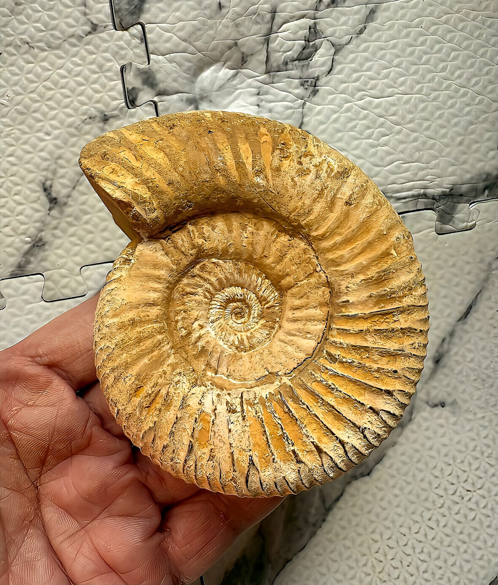 マダガスカル産 褐色アンモナイト-白ペリスフィンクテス 未研磨中個体 - 画像 (6)