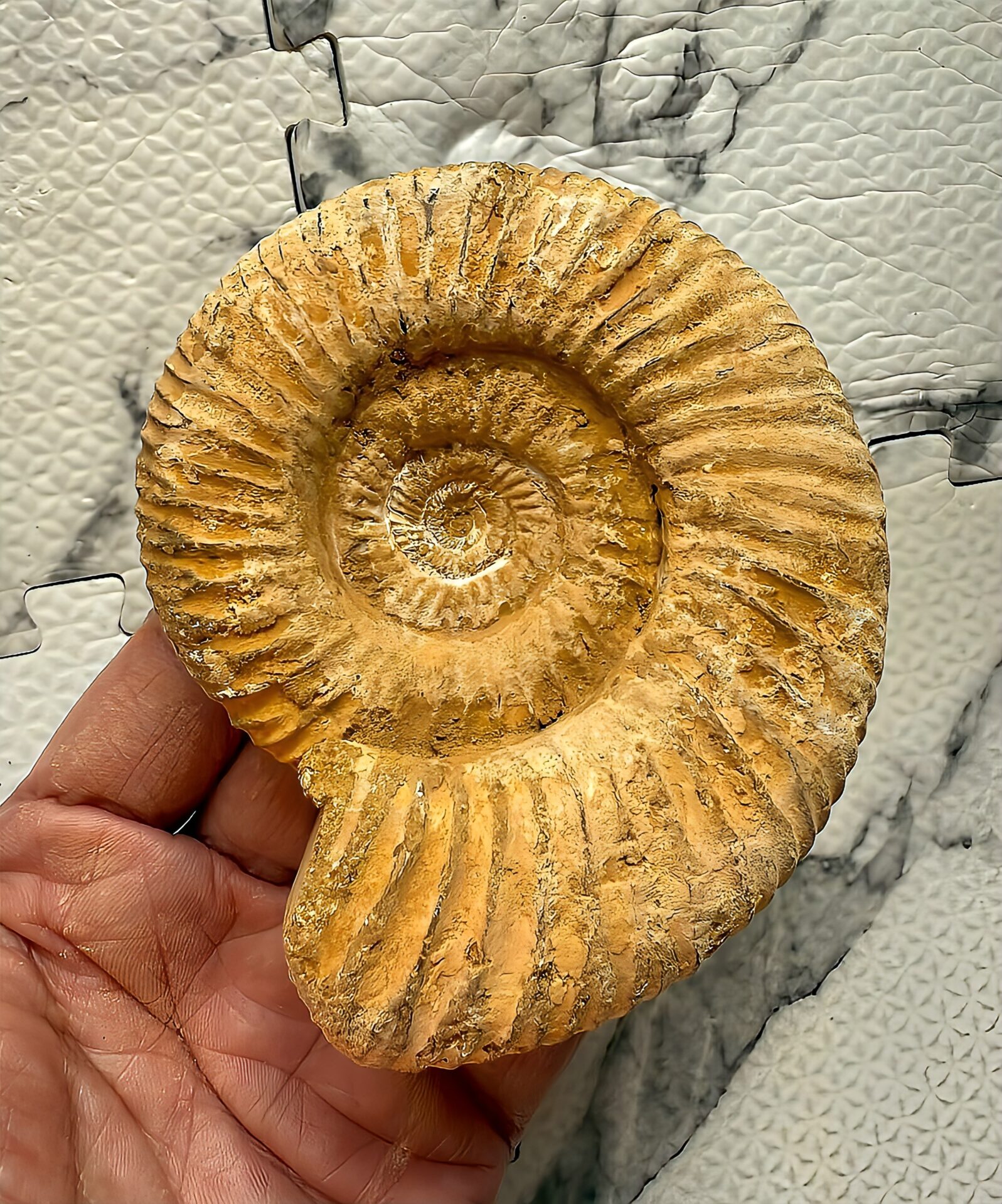 マダガスカル産 褐色アンモナイト-白ペリスフィンクテス 未研磨中個体 - 画像 (7)