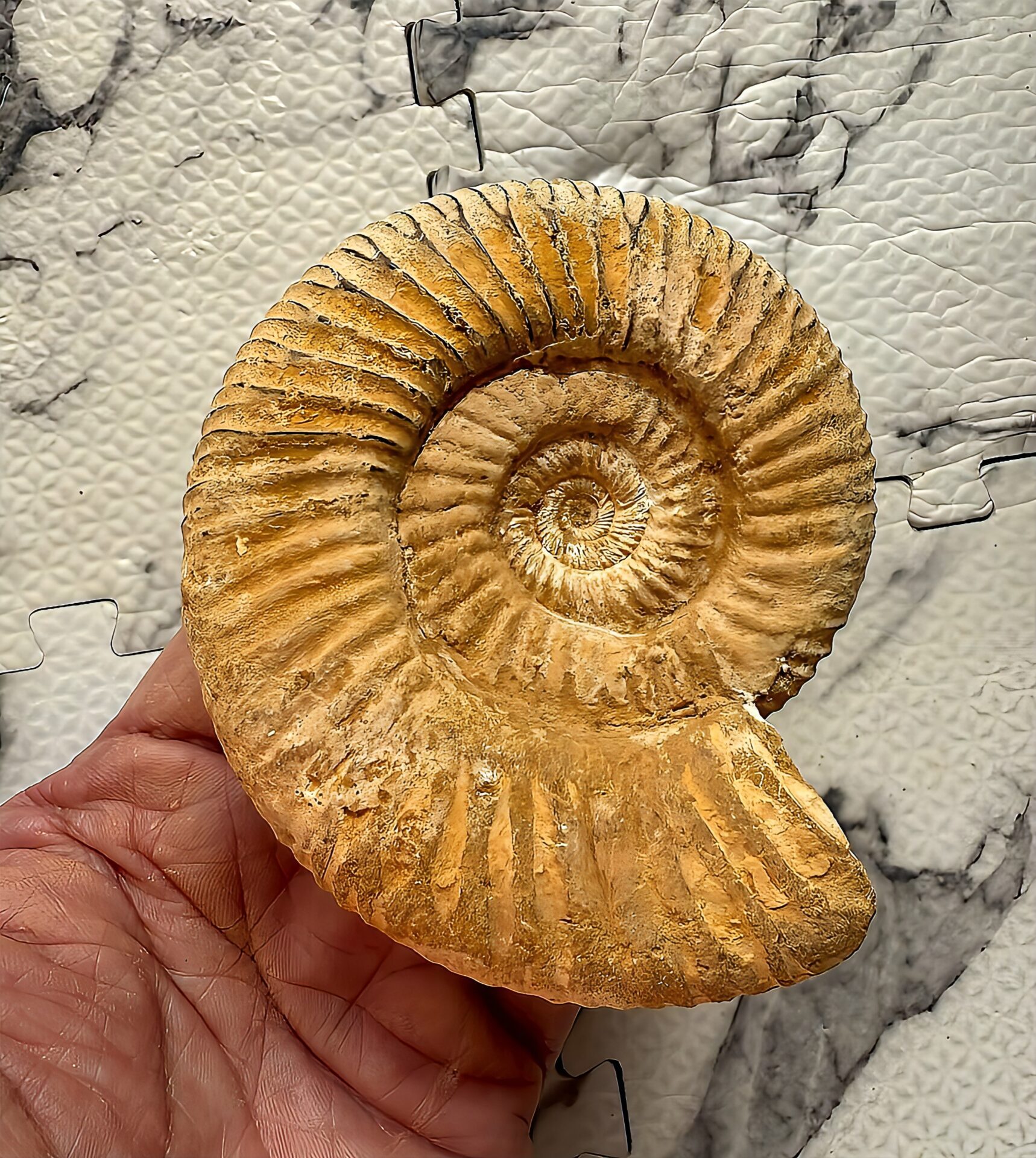 マダガスカル産 褐色アンモナイト-白ペリスフィンクテス 未研磨中個体 - 画像 (8)