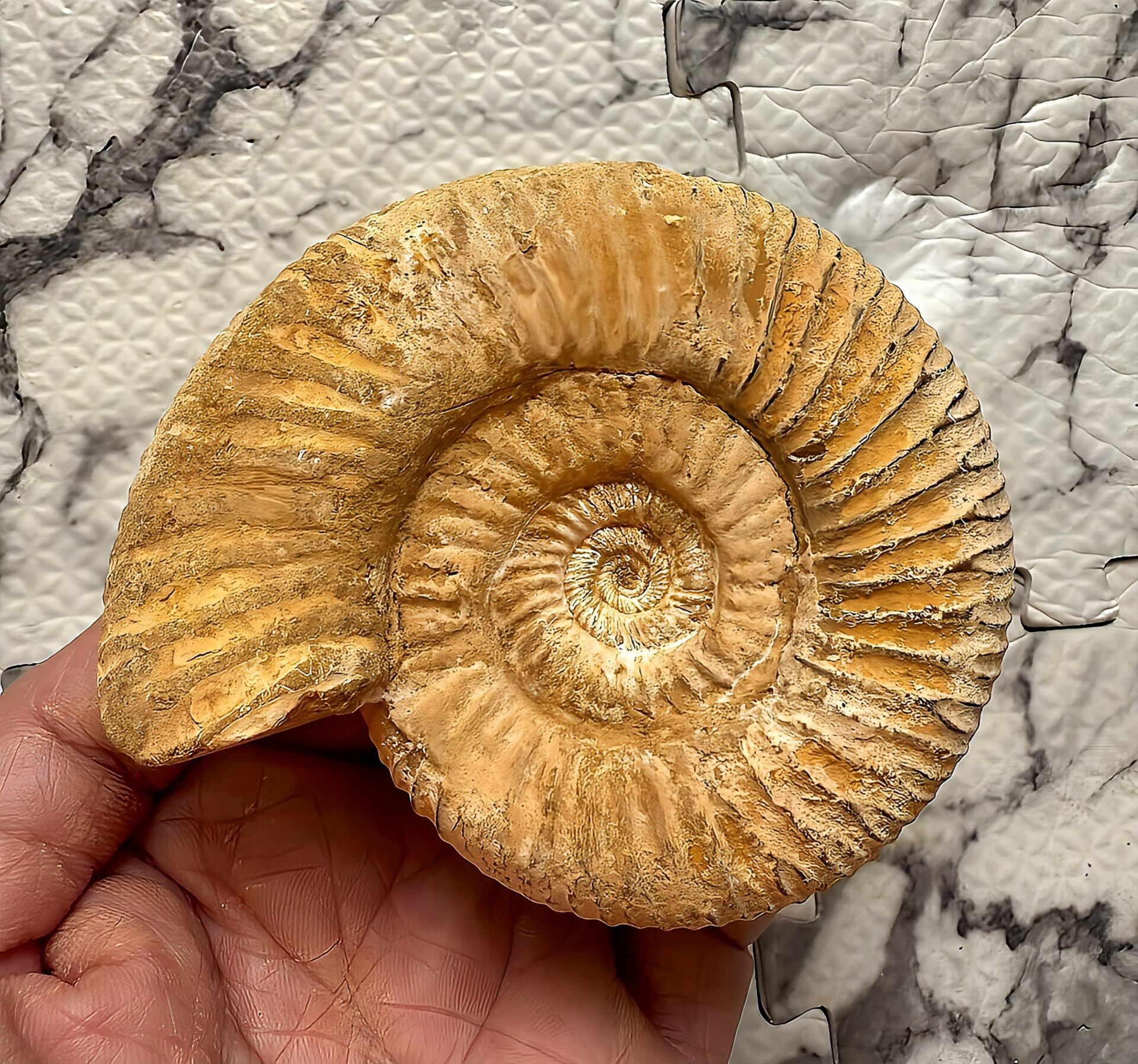 マダガスカル産 褐色アンモナイト-白ペリスフィンクテス 未研磨中個体 - 画像 (9)