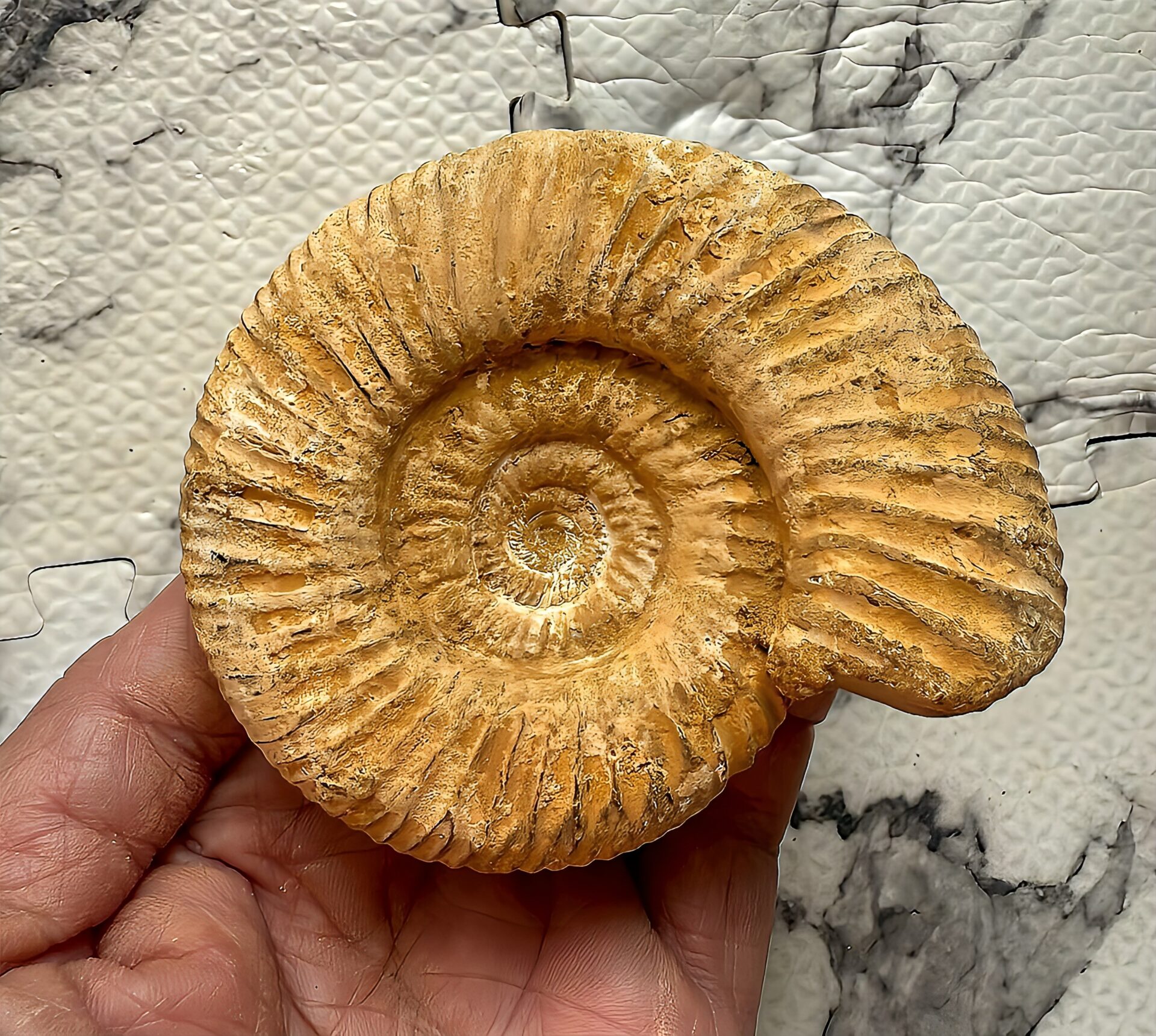 マダガスカル産 褐色アンモナイト-白ペリスフィンクテス 未研磨中個体