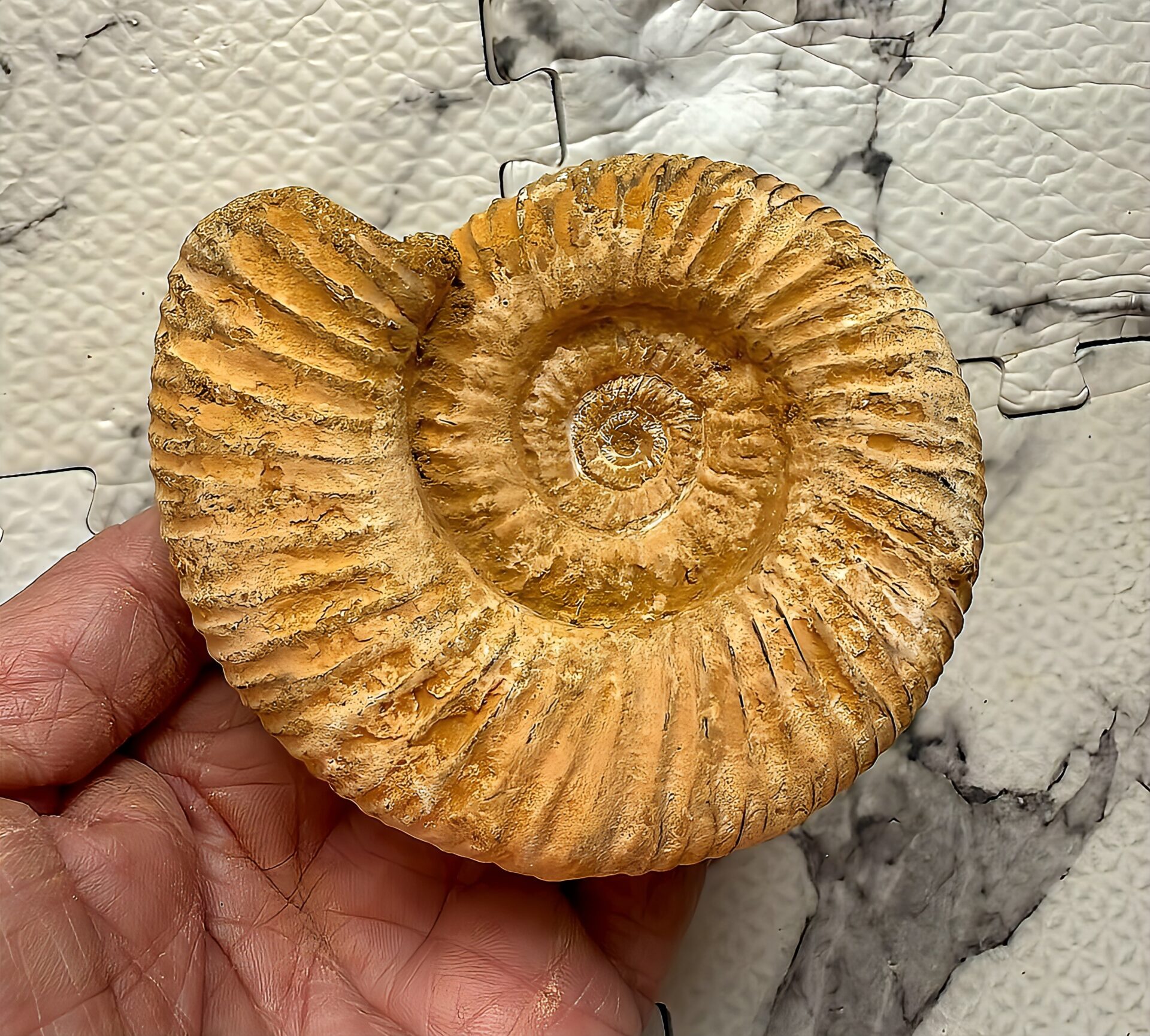 マダガスカル産 褐色アンモナイト-白ペリスフィンクテス 未研磨中個体 - 画像 (3)