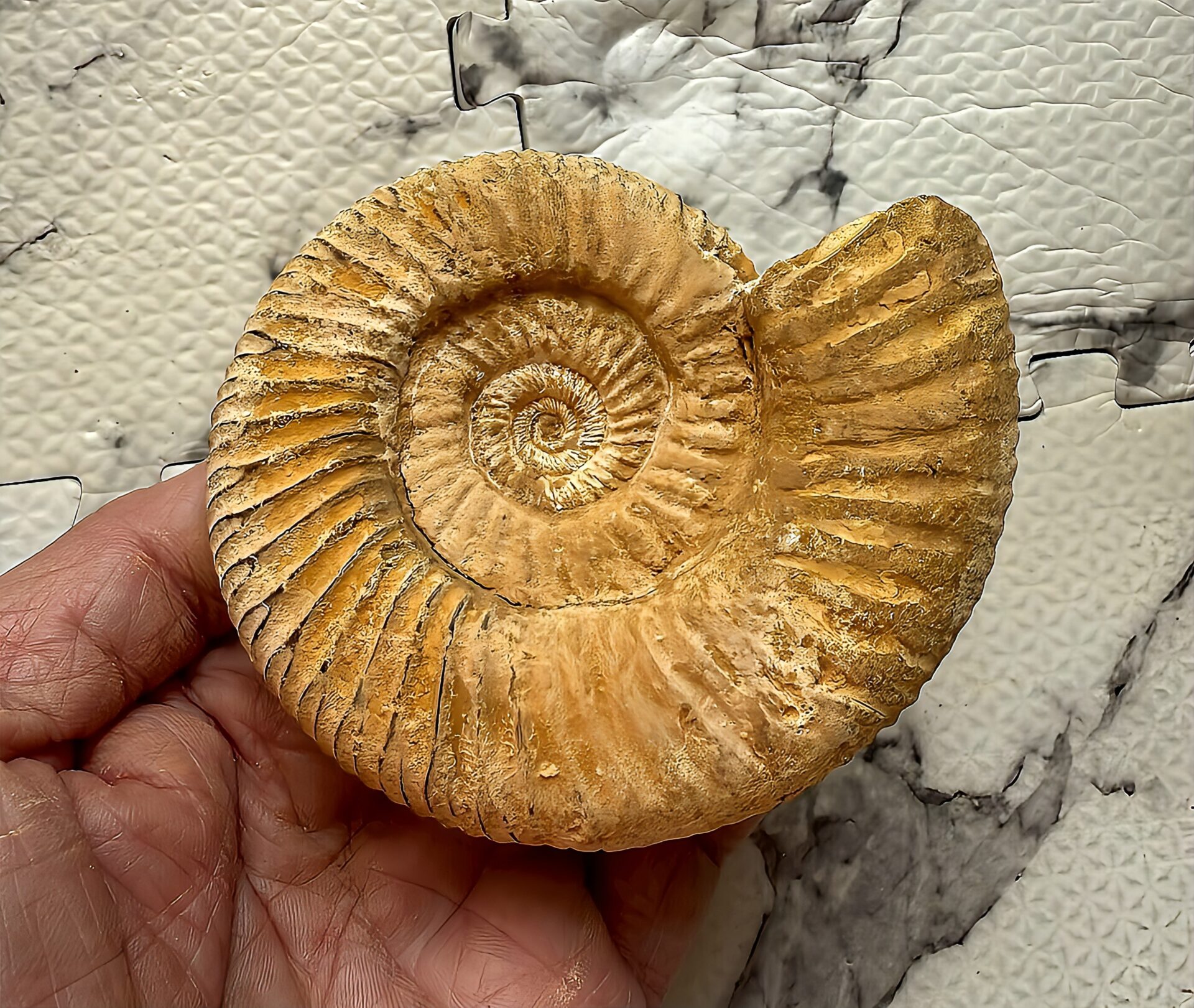 マダガスカル産 褐色アンモナイト-白ペリスフィンクテス 未研磨中個体 - 画像 (4)