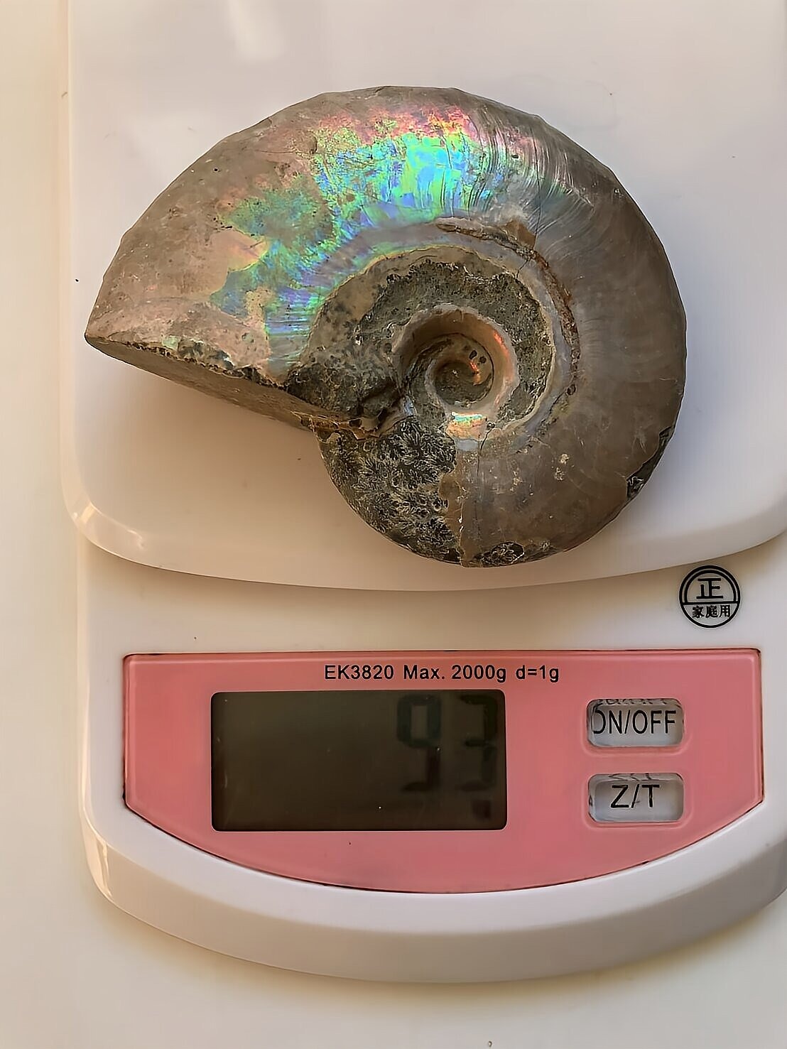 マダガスカル産 遊色虹色アンモナイト青(ビューダンティラス)青紫緑ピンク発色 - 画像 (11)