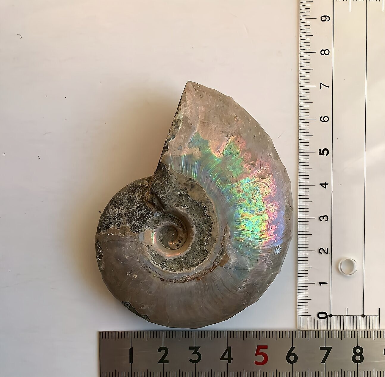 マダガスカル産 遊色虹色アンモナイト青(ビューダンティラス)青紫緑ピンク発色 - 画像 (12)