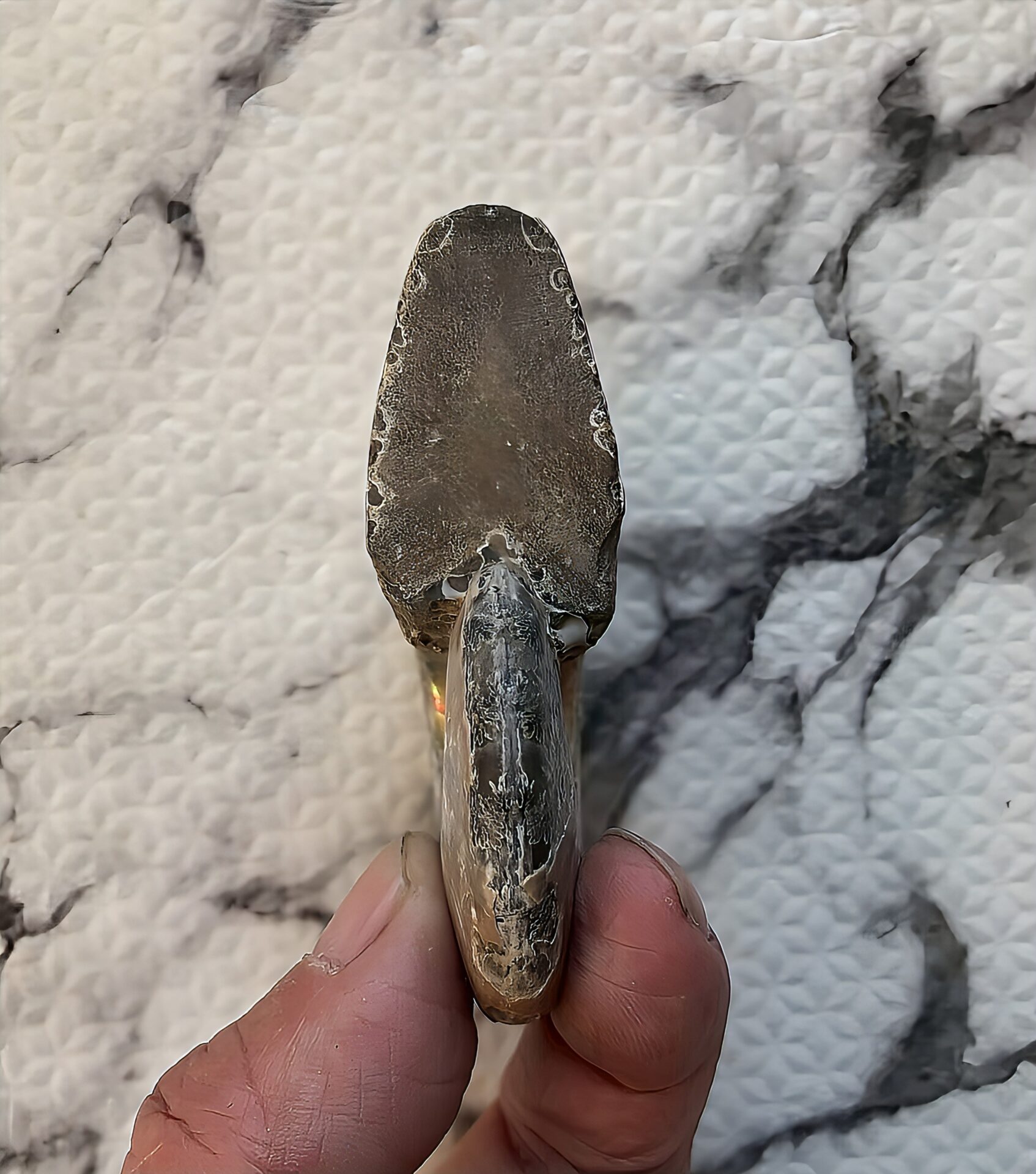 マダガスカル産 遊色虹色アンモナイト青(ビューダンティラス)青紫緑ピンク発色 - 画像 (2)