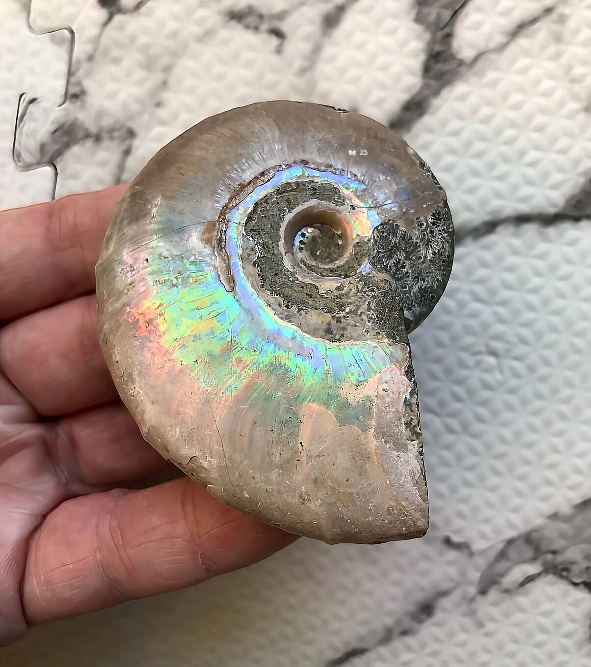 マダガスカル産 遊色虹色アンモナイト青(ビューダンティラス)青紫緑ピンク発色 - 画像 (6)