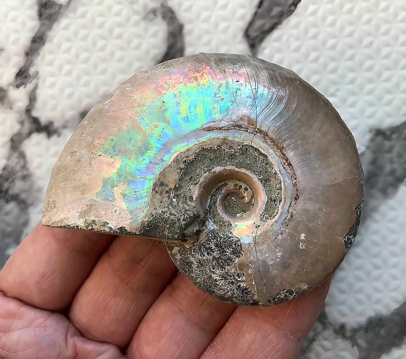 マダガスカル産 遊色虹色アンモナイト青(ビューダンティラス)青紫緑ピンク発色 - 画像 (7)