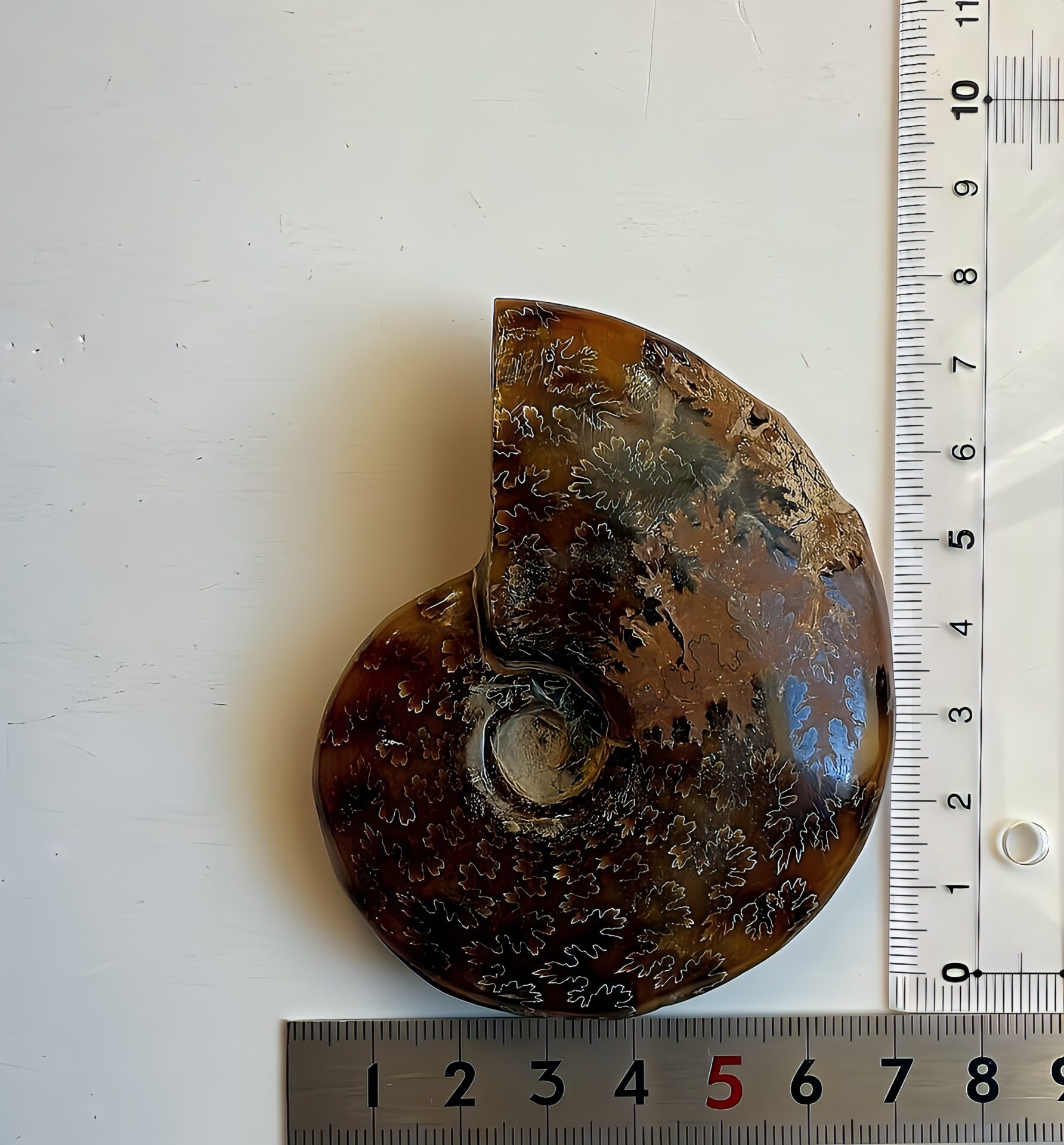 マダガスカル産直輸入 鮮明な縫合線の浮き出るアンモナイト化石 クリオニセラス 中サイズ - 画像 (4)