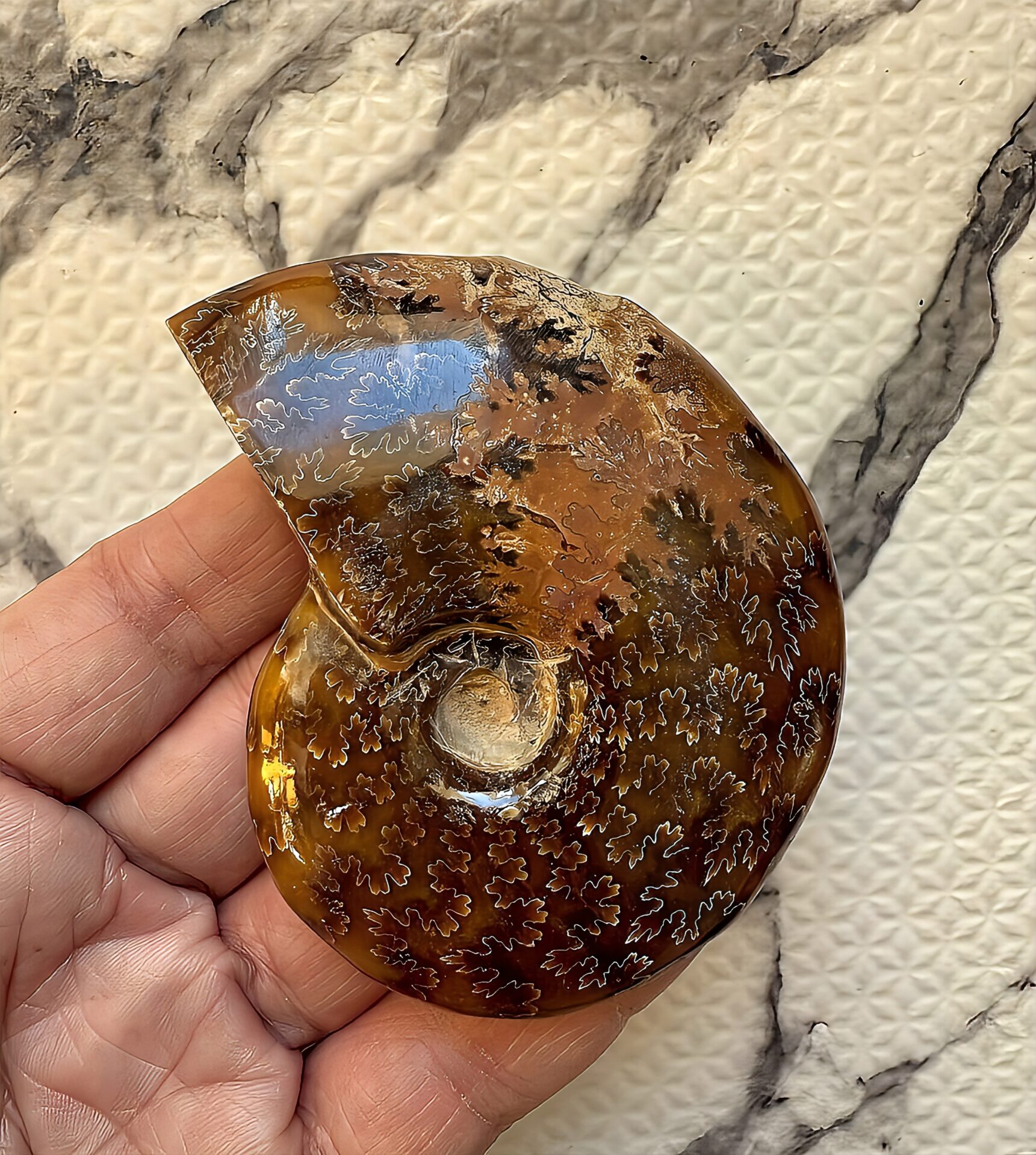 マダガスカル産直輸入 鮮明な縫合線の浮き出るアンモナイト化石 クリオニセラス 中サイズ - 画像 (6)